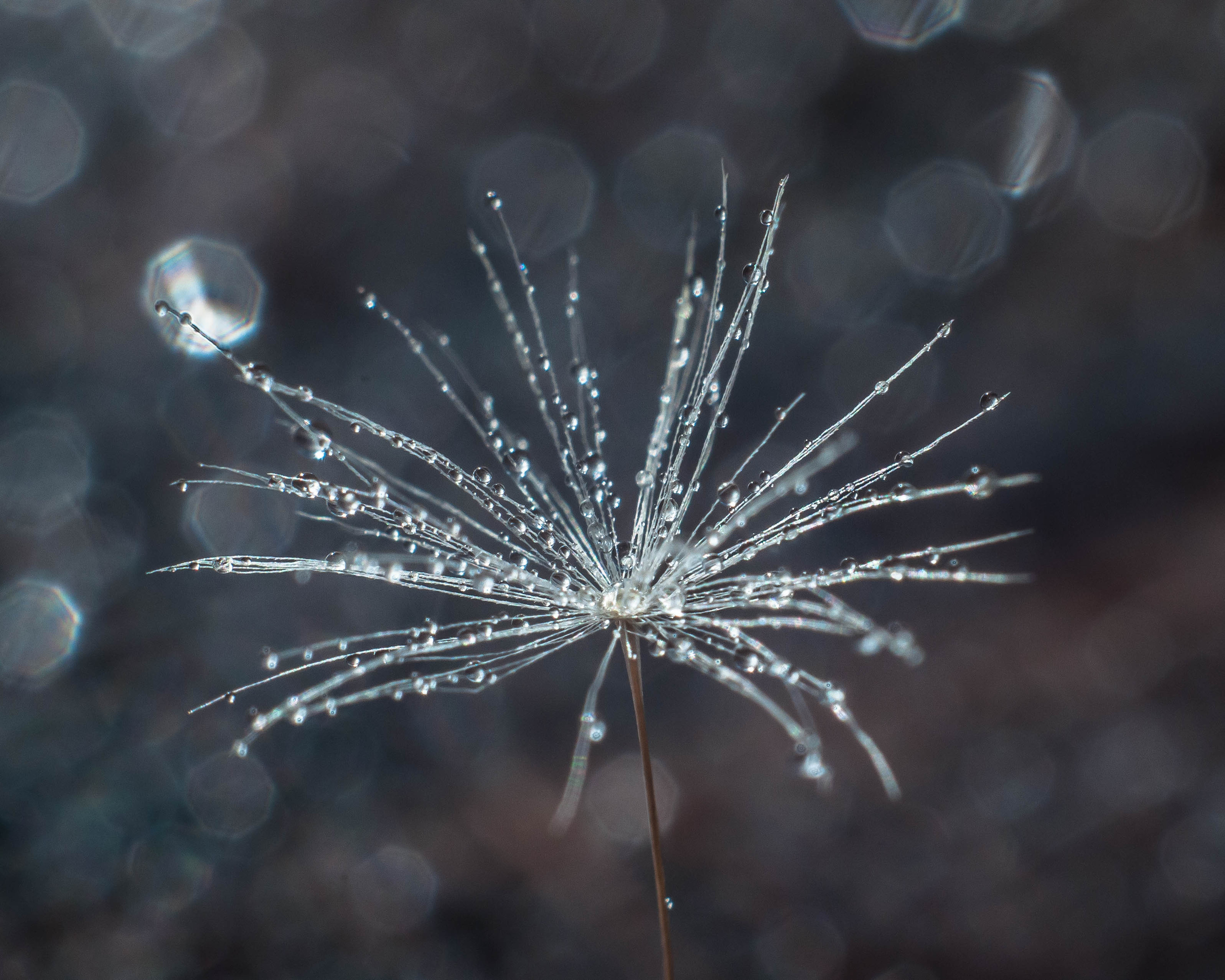 Художественное макро. Мотофотограф в Нижнем Новгороде Динара Зуйкова