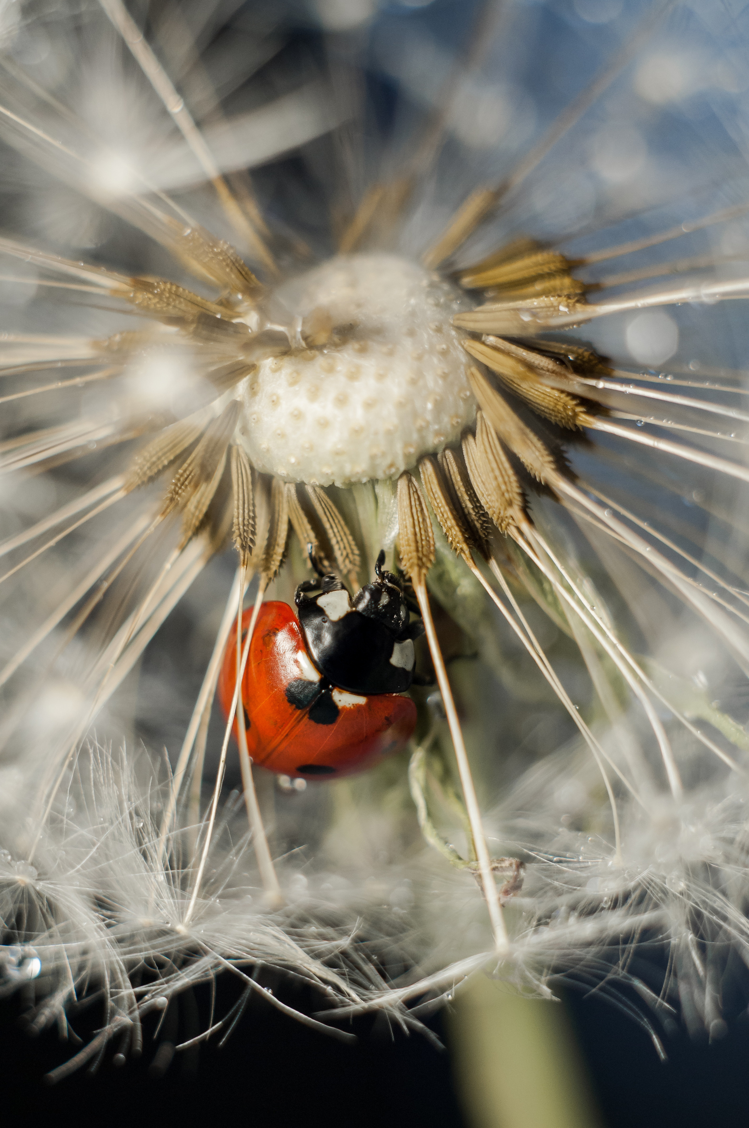 Художественное макро. Мотофотограф в Нижнем Новгороде Динара Зуйкова