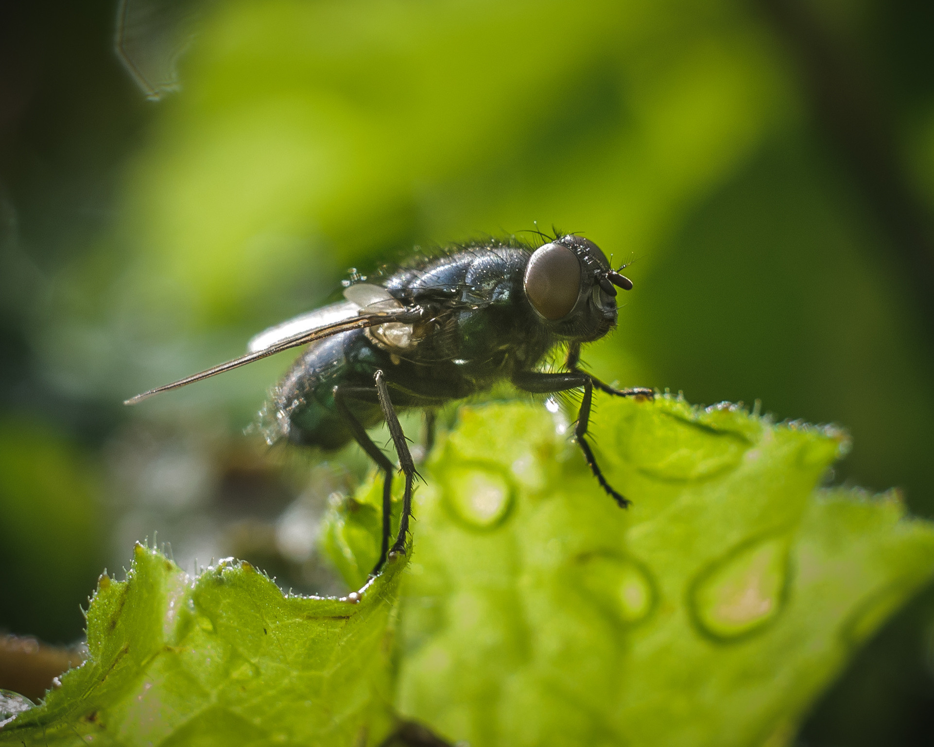 Художественное макро. Мотофотограф в Нижнем Новгороде Динара Зуйкова