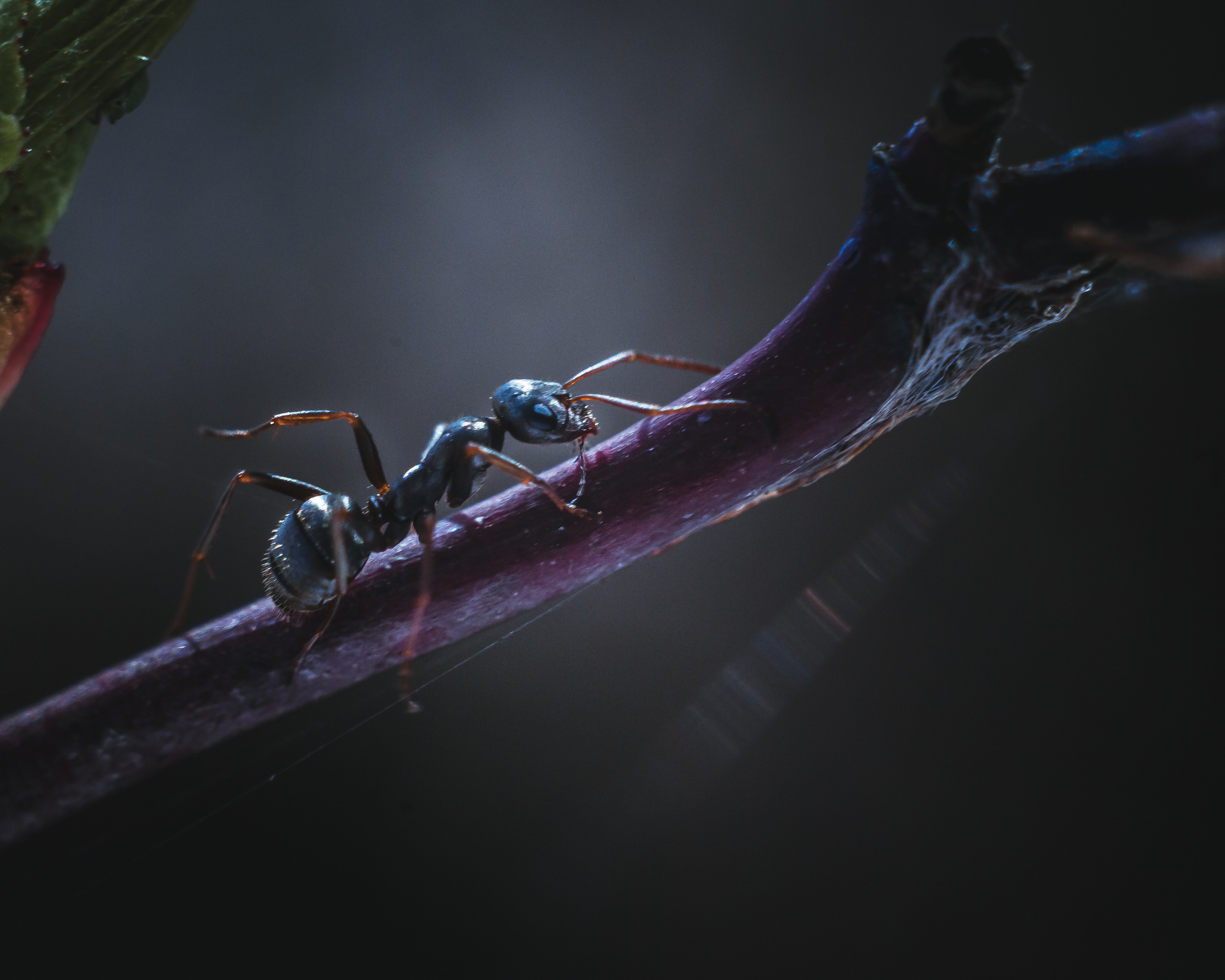 Художественное макро. Мотофотограф в Нижнем Новгороде Динара Зуйкова