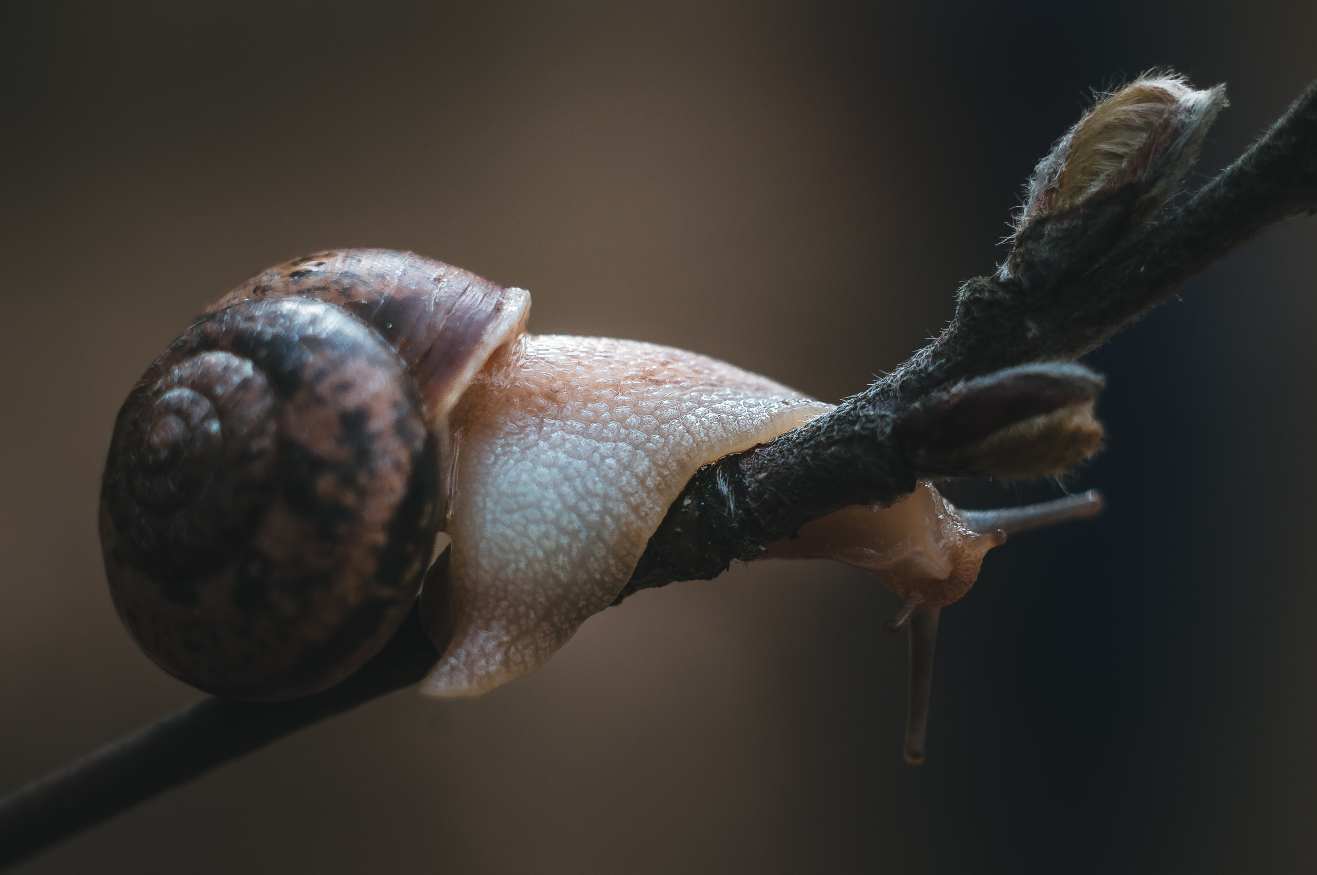 Художественное макро. Мотофотограф в Нижнем Новгороде Динара Зуйкова