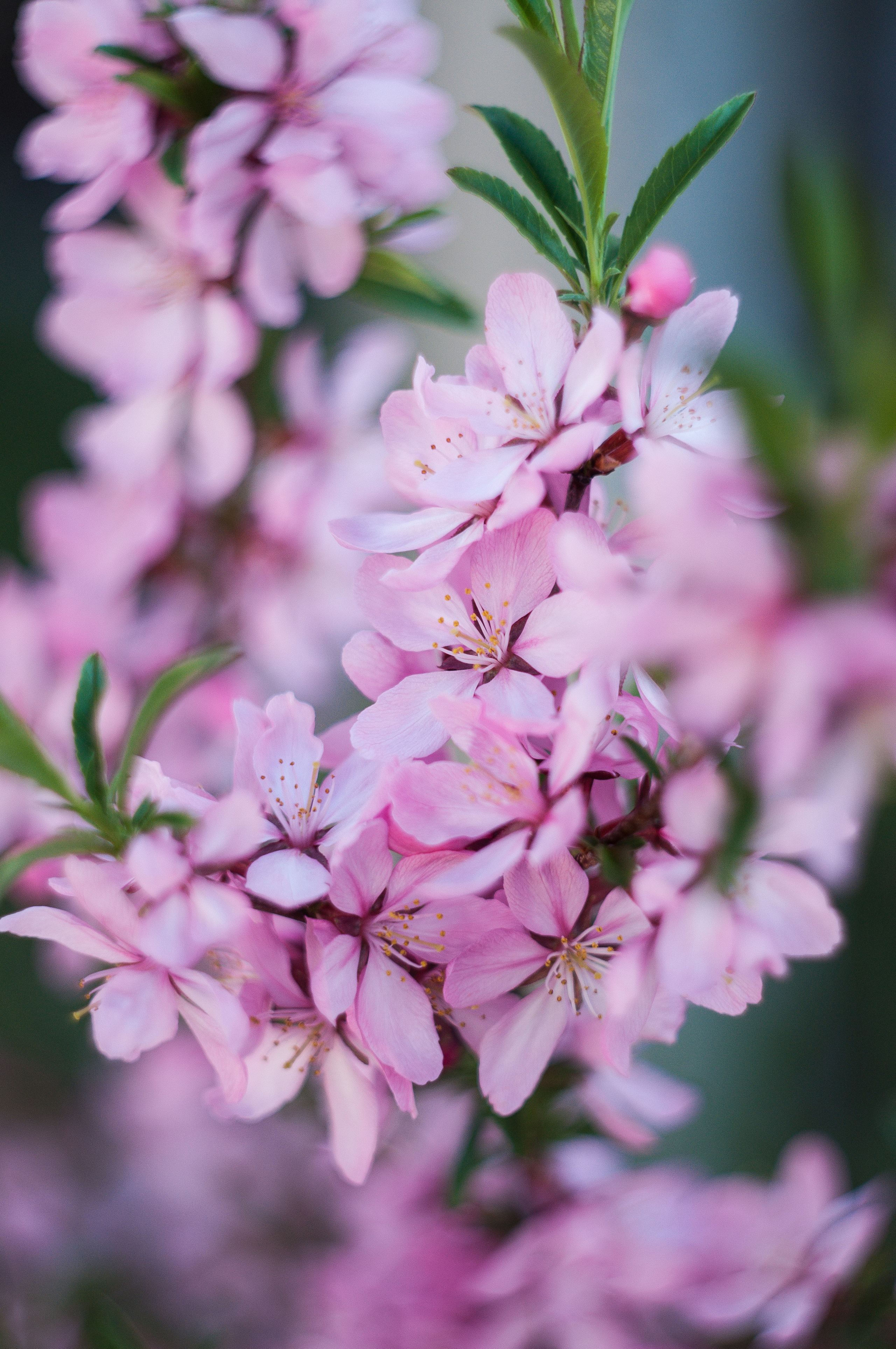 Художественное макро. Мотофотограф в Нижнем Новгороде Динара Зуйкова