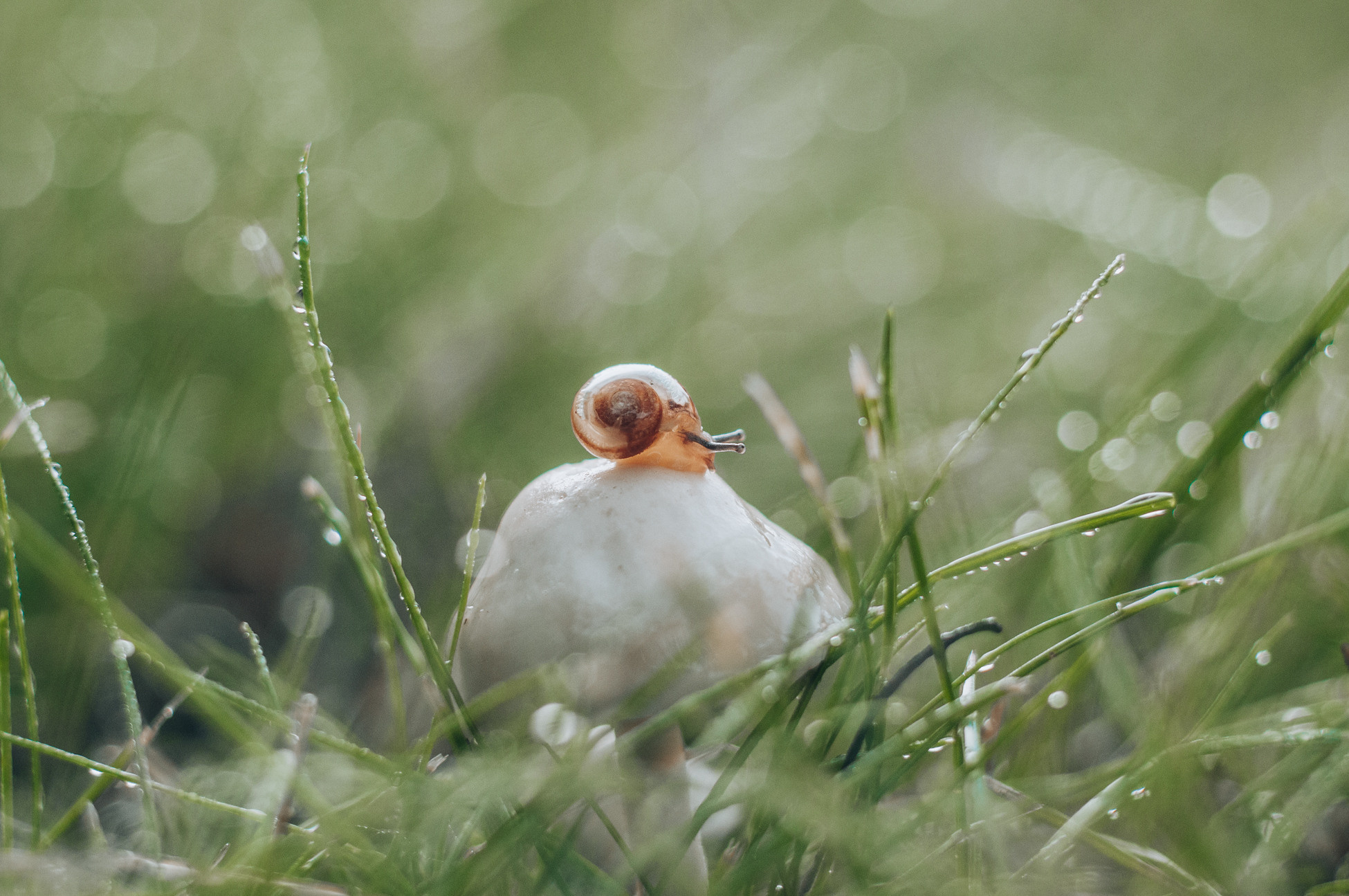 Художественное макро. Мотофотограф в Нижнем Новгороде Динара Зуйкова