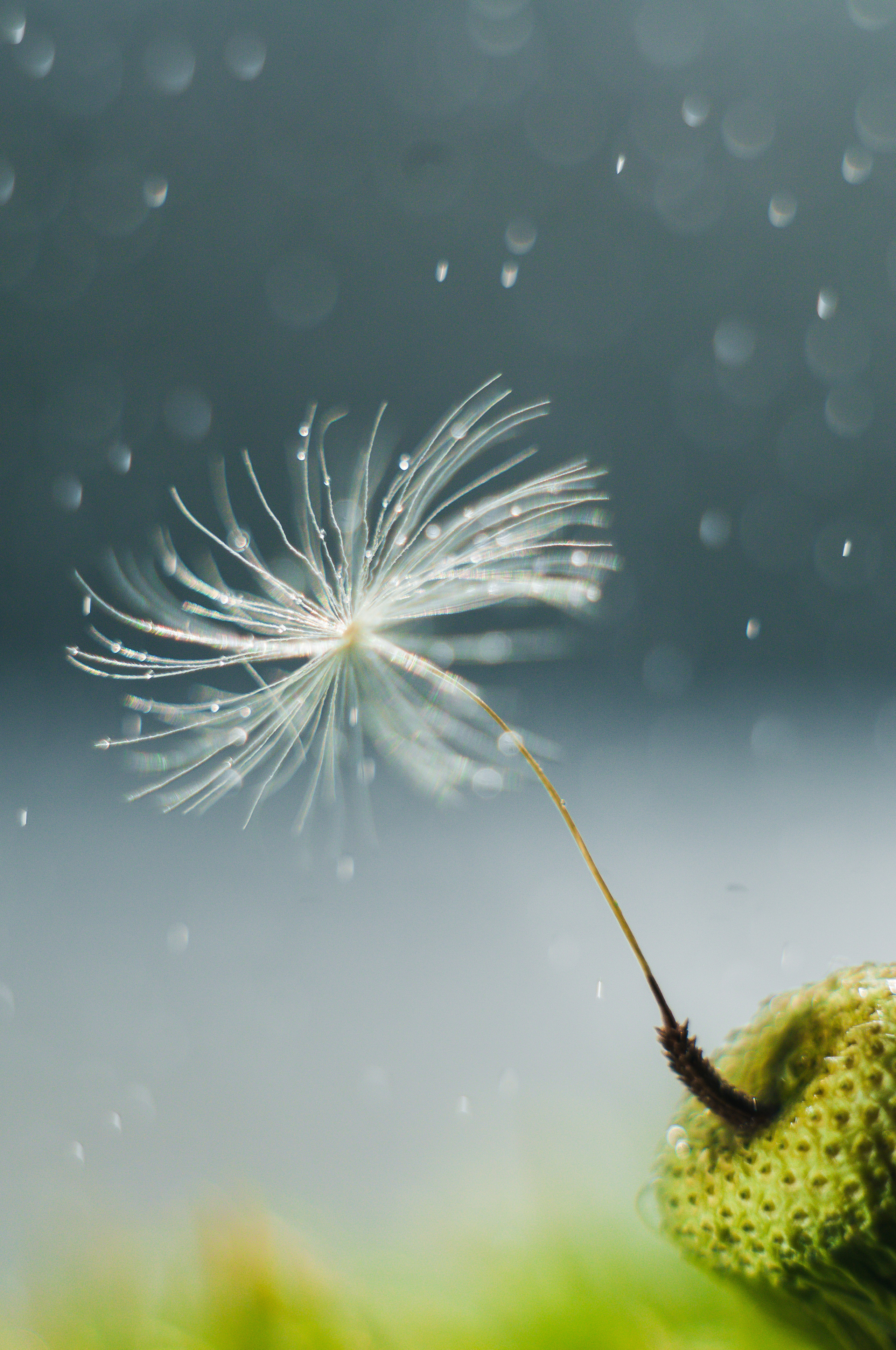 Художественное макро. Мотофотограф в Нижнем Новгороде Динара Зуйкова