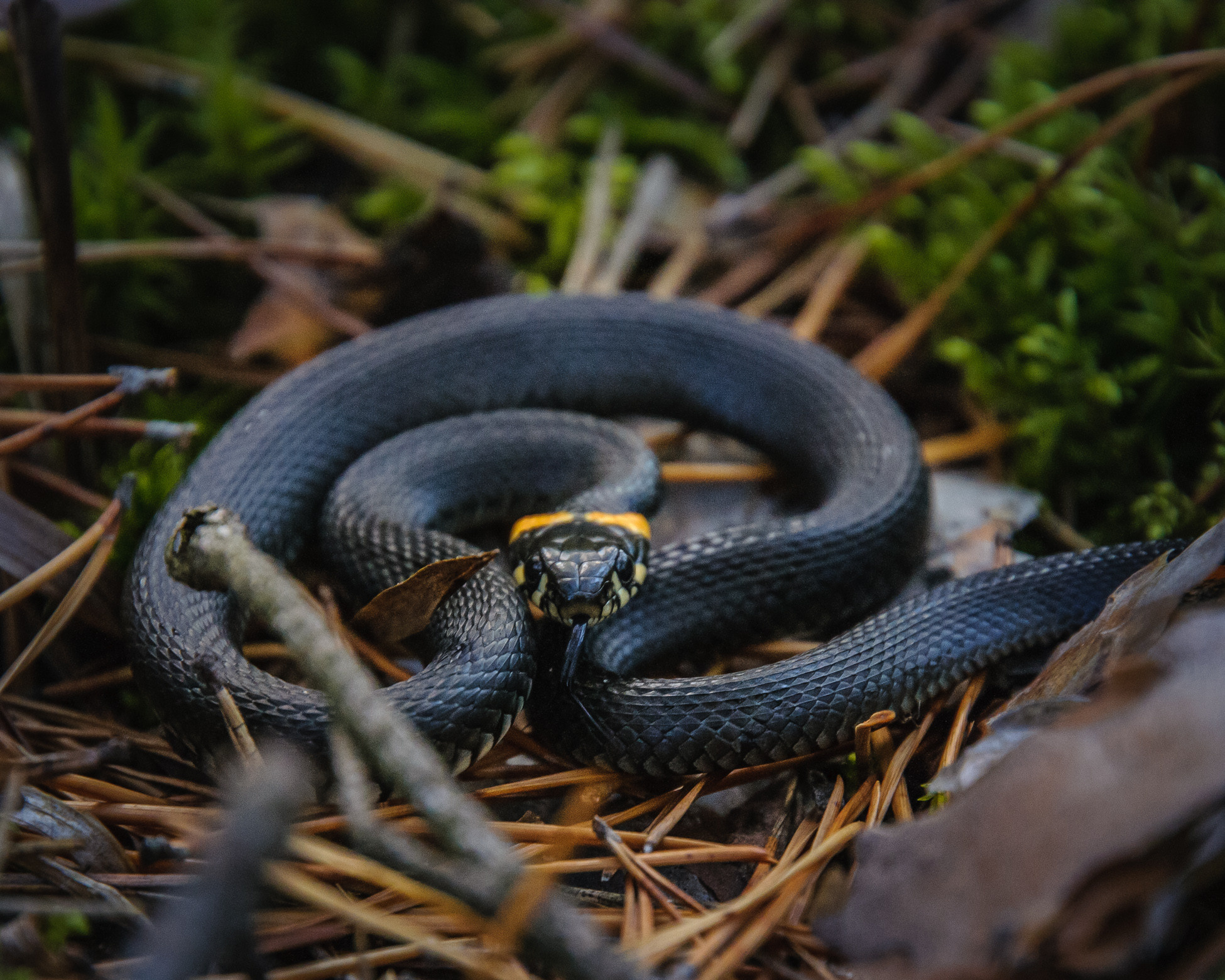 Художественное макро. Мотофотограф в Нижнем Новгороде Динара Зуйкова