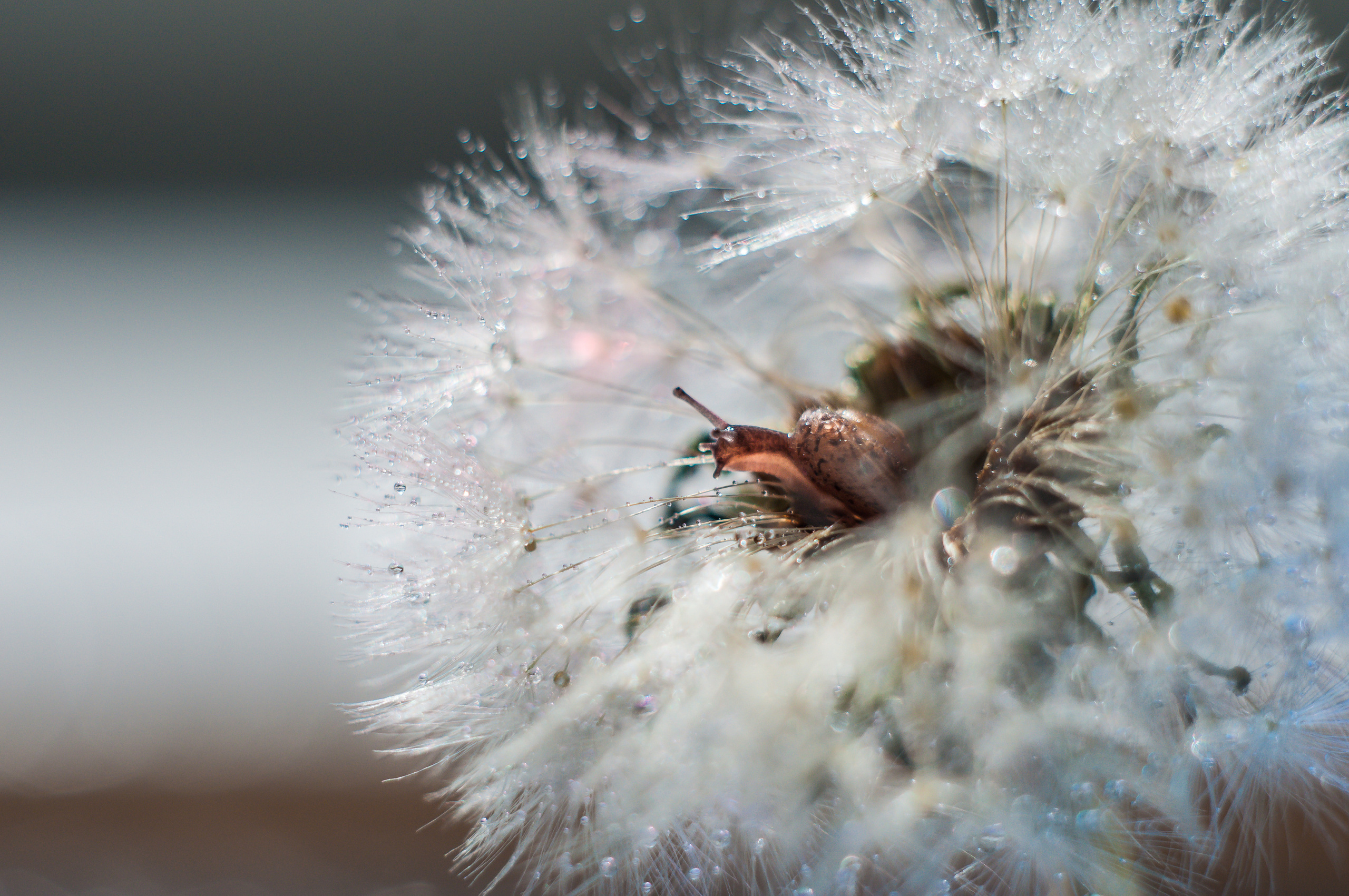 Художественное макро. Мотофотограф в Нижнем Новгороде Динара Зуйкова