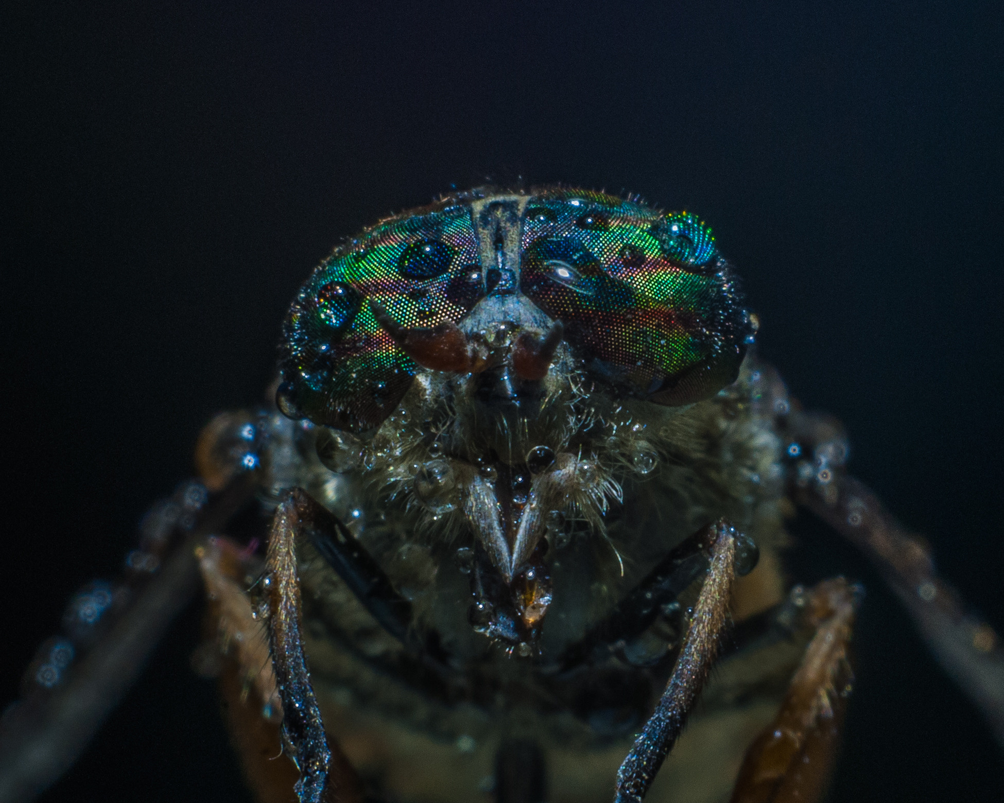 Художественное макро. Мотофотограф в Нижнем Новгороде Динара Зуйкова