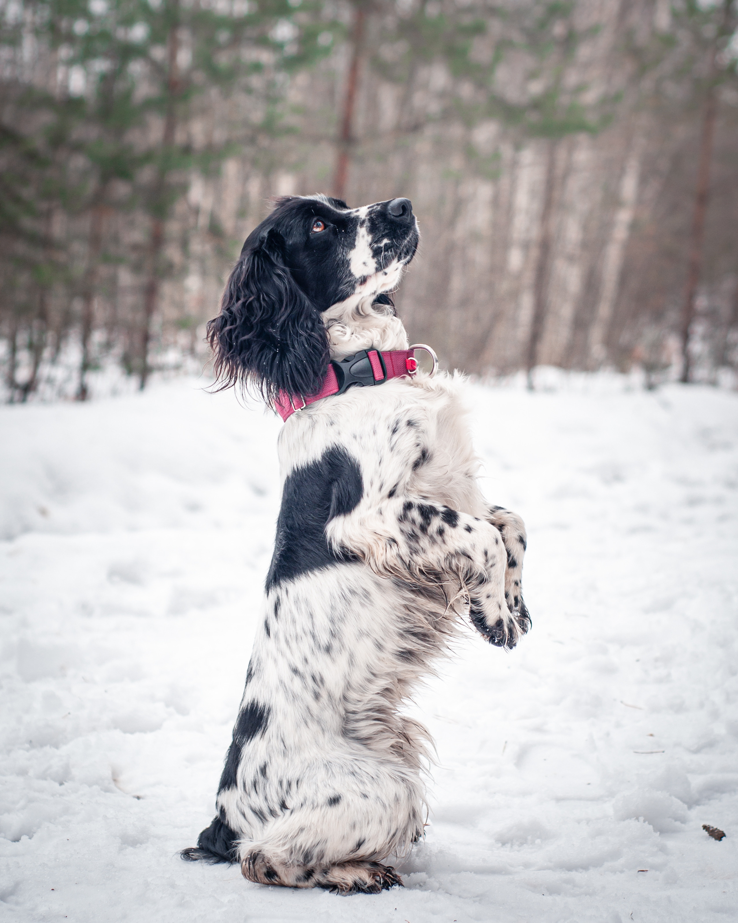 Альма и Даша. Мотофотограф в Нижнем Новгороде Динара Зуйкова