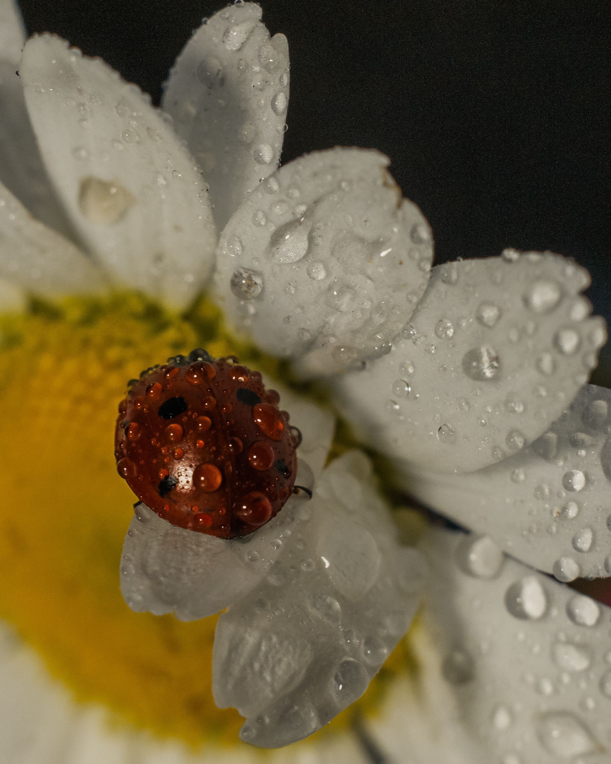 Художественное макро. Мотофотограф в Нижнем Новгороде Динара Зуйкова