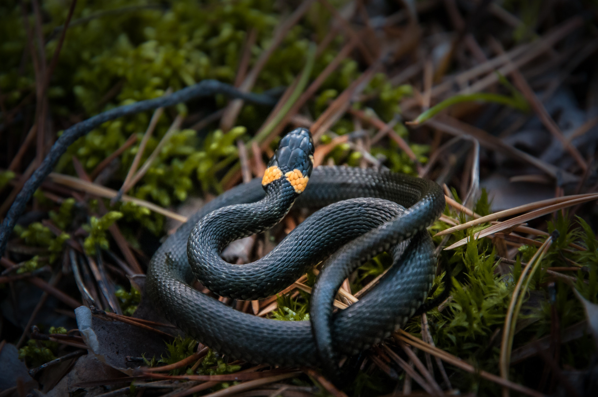 Художественное макро. Мотофотограф в Нижнем Новгороде Динара Зуйкова