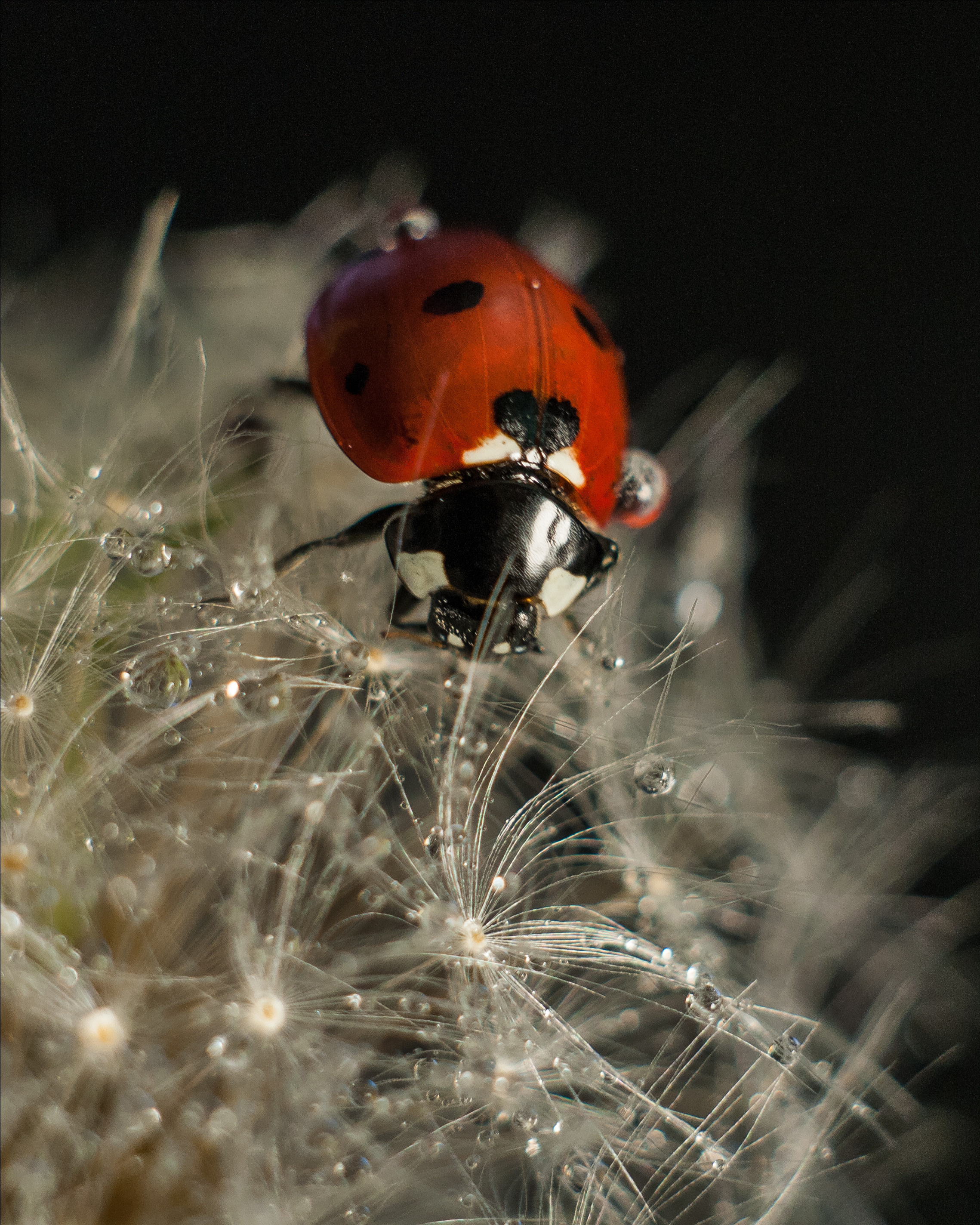 Художественное макро. Мотофотограф в Нижнем Новгороде Динара Зуйкова