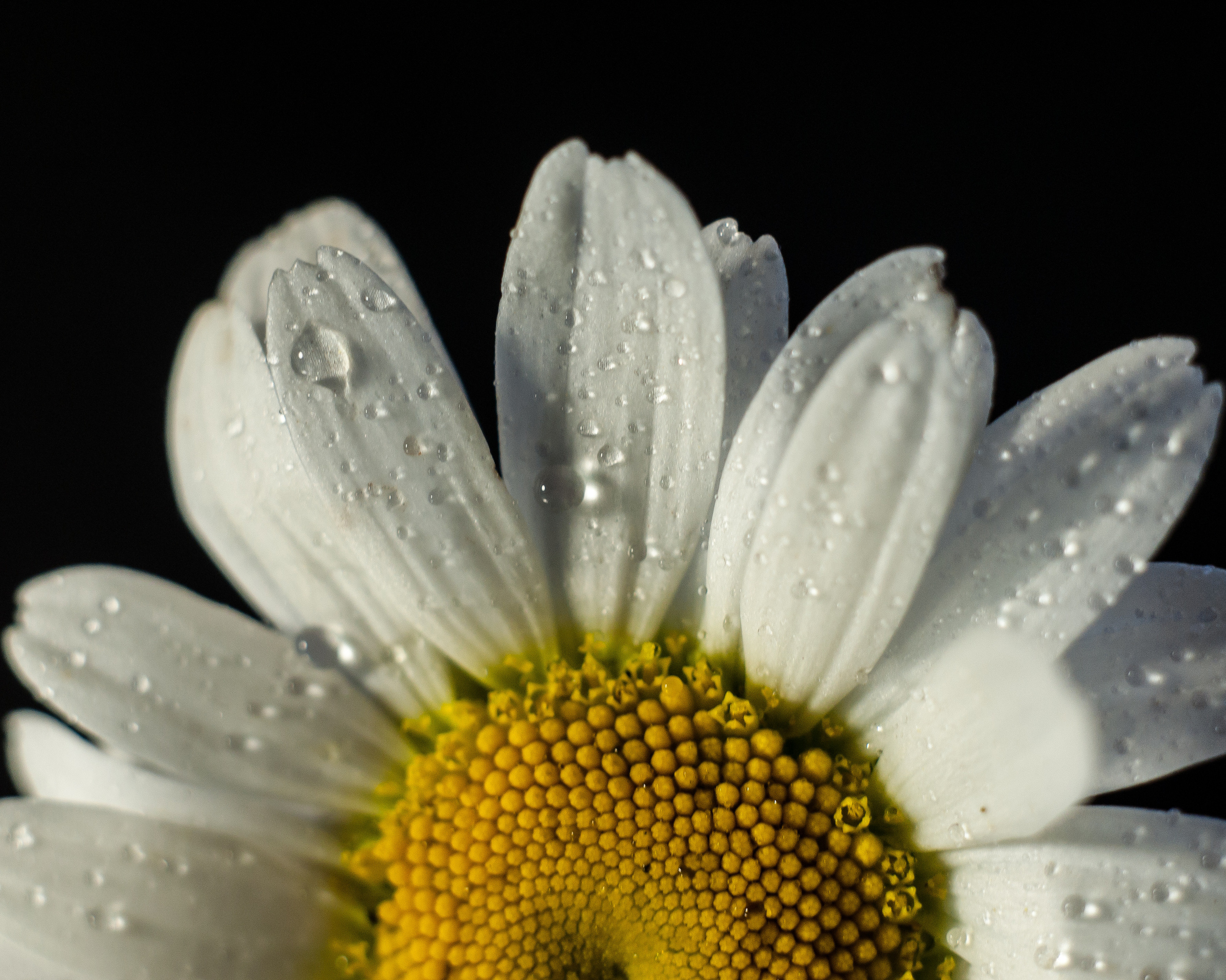 Художественное макро. Мотофотограф в Нижнем Новгороде Динара Зуйкова
