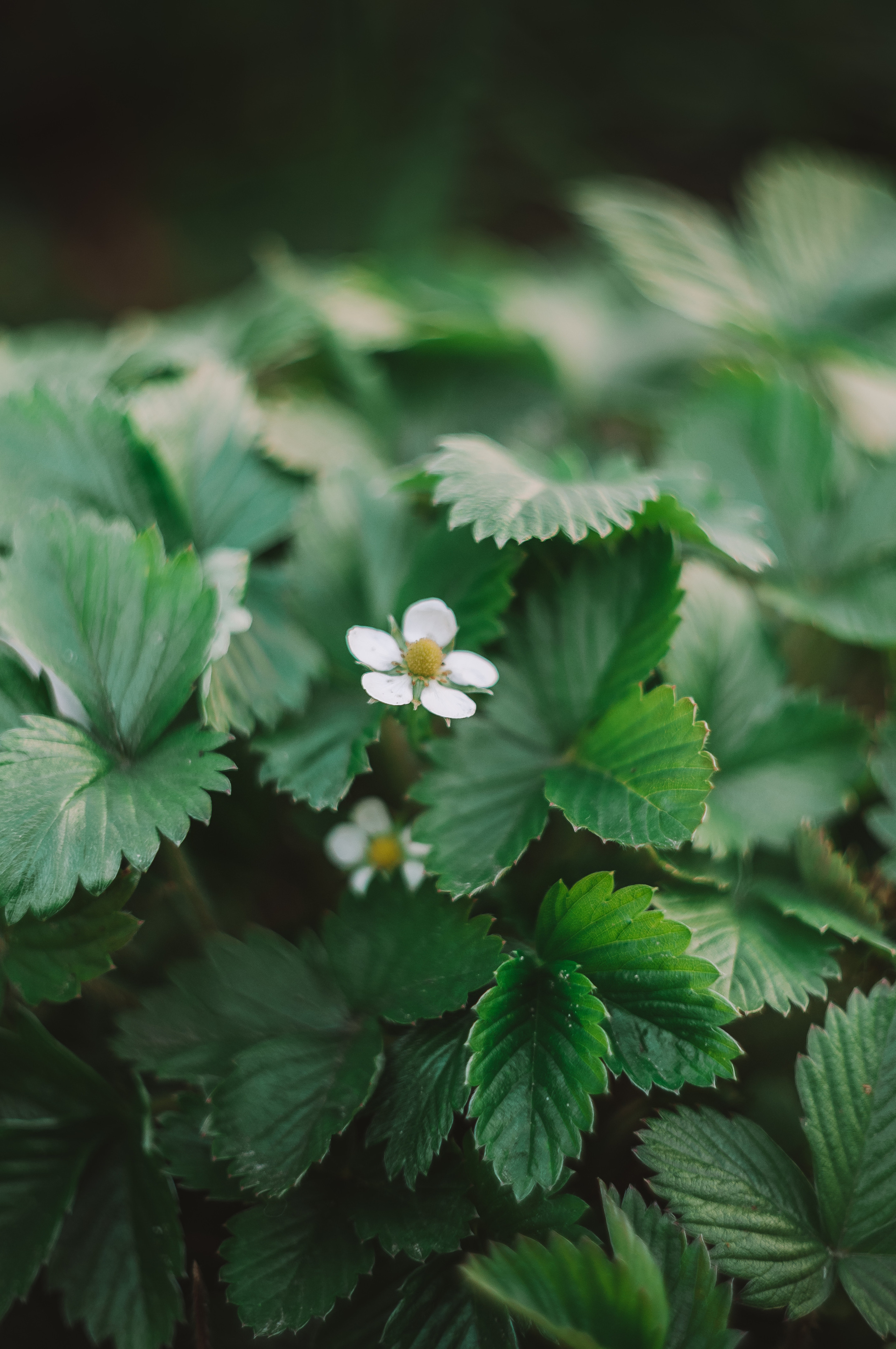 Художественное макро. Мотофотограф в Нижнем Новгороде Динара Зуйкова