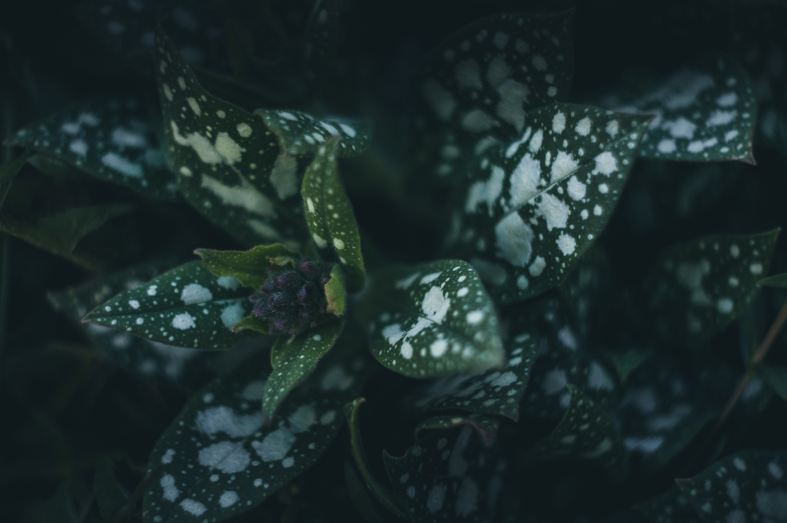 Художественное макро. Мотофотограф в Нижнем Новгороде Динара Зуйкова