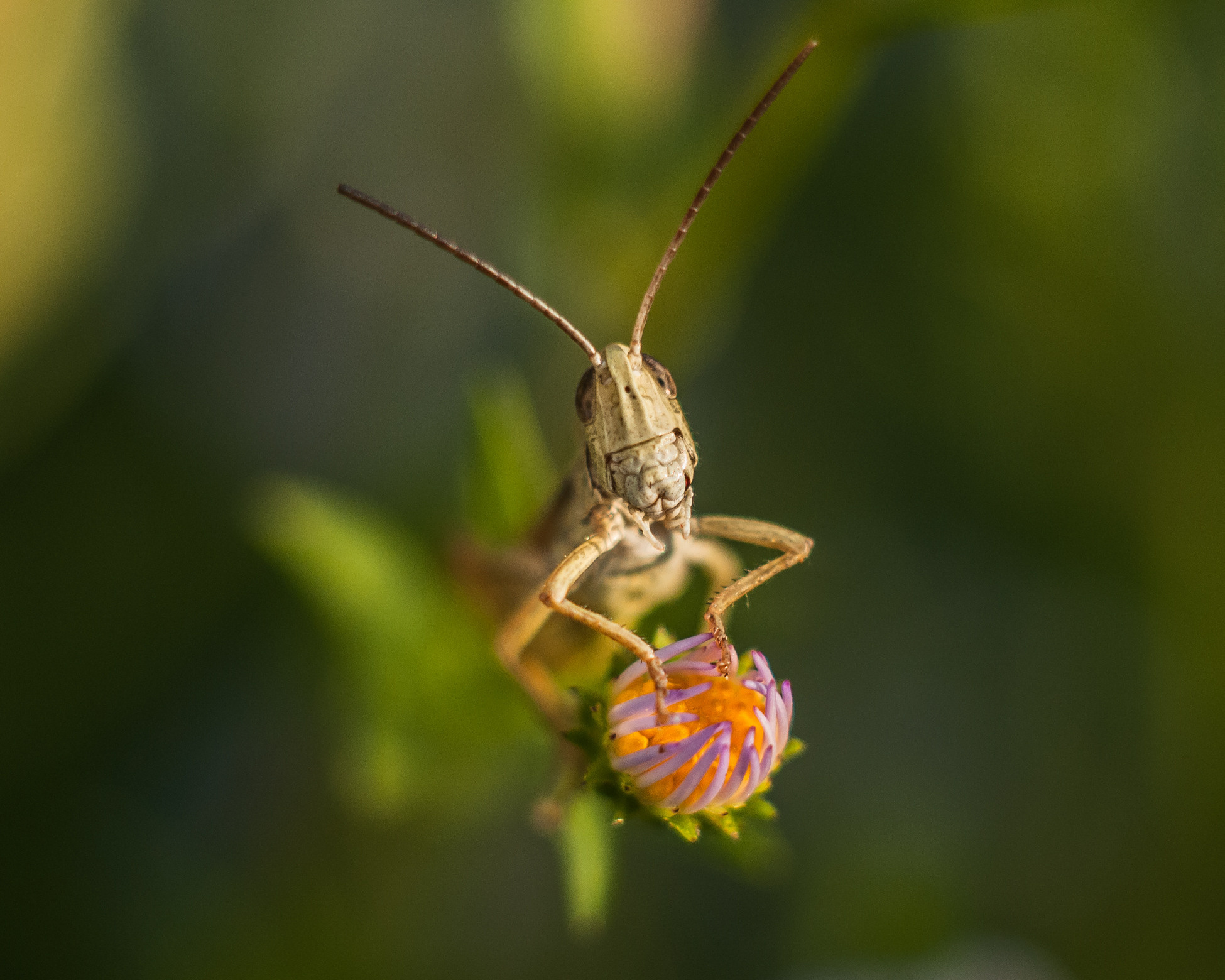 Художественное макро. Мотофотограф в Нижнем Новгороде Динара Зуйкова