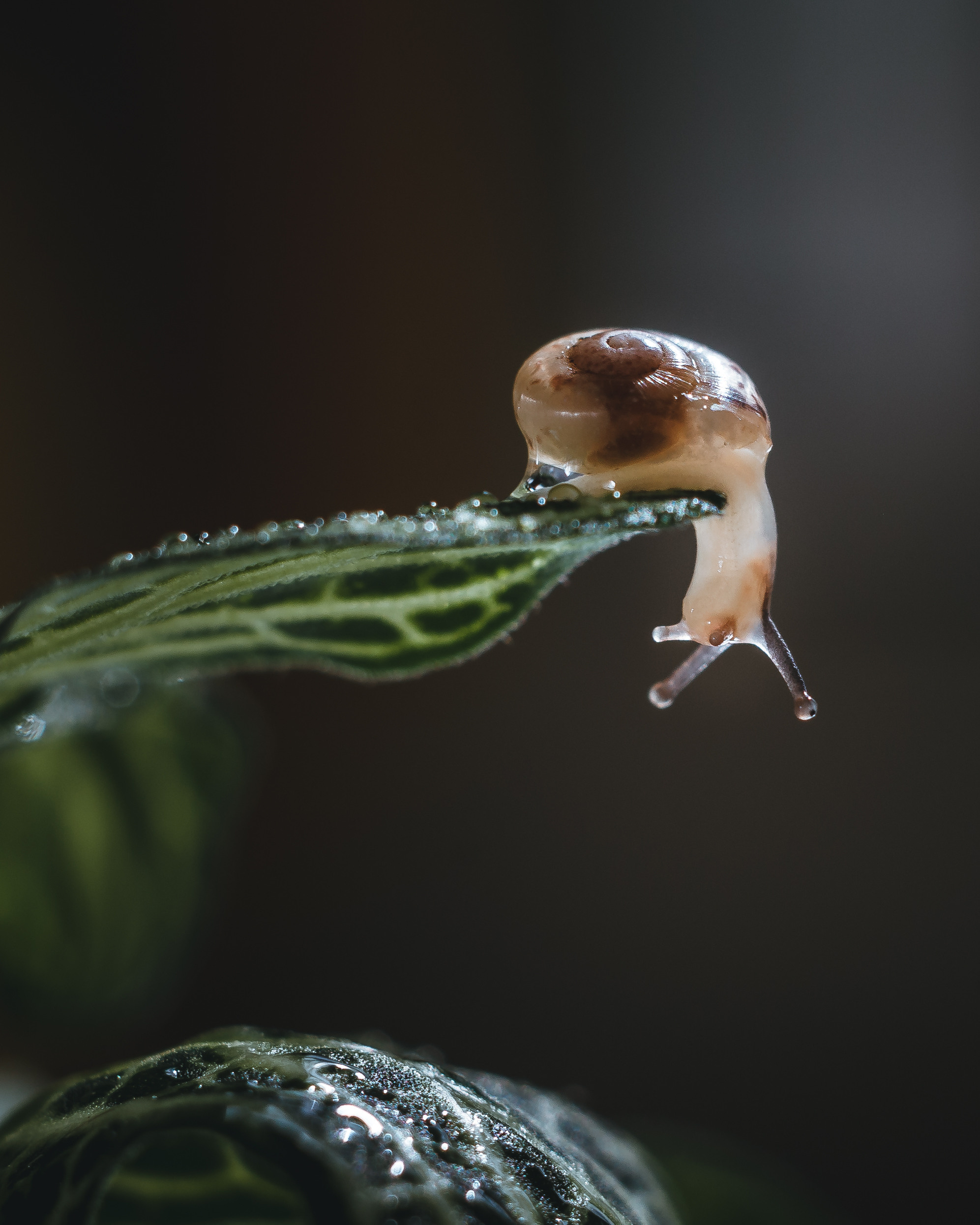 Художественное макро. Мотофотограф в Нижнем Новгороде Динара Зуйкова