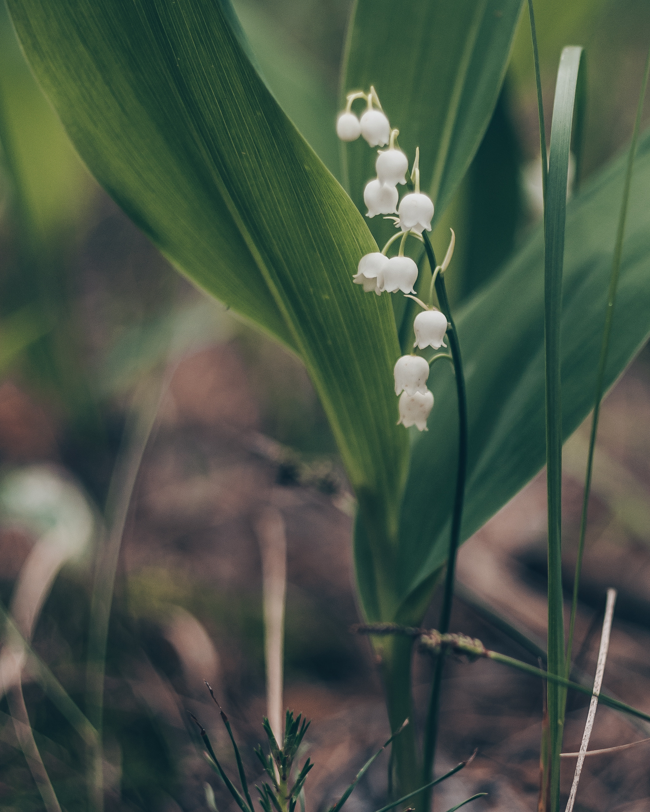 Художественное макро. Мотофотограф в Нижнем Новгороде Динара Зуйкова