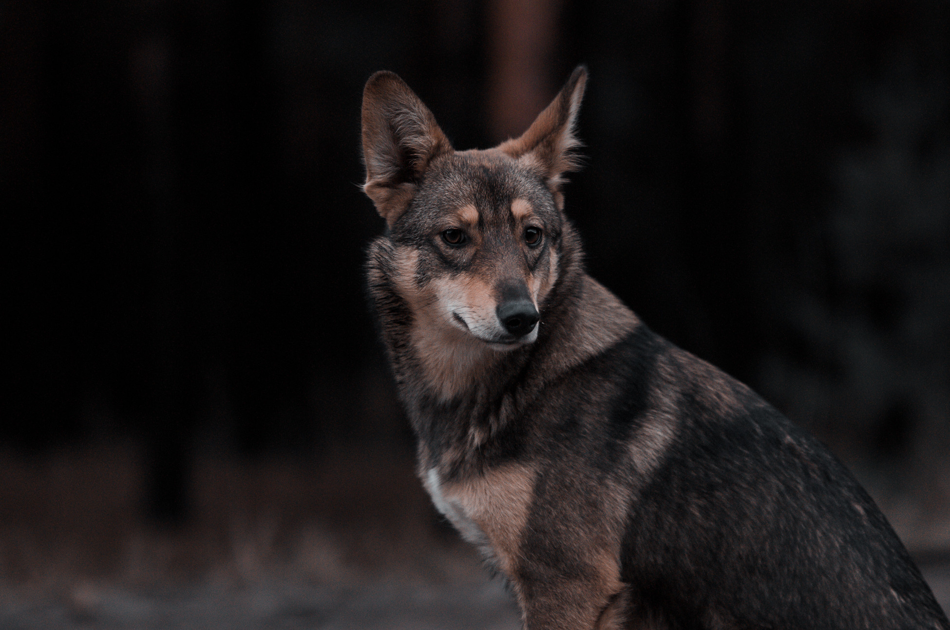Собаки. Мотофотограф в Нижнем Новгороде Динара Зуйкова