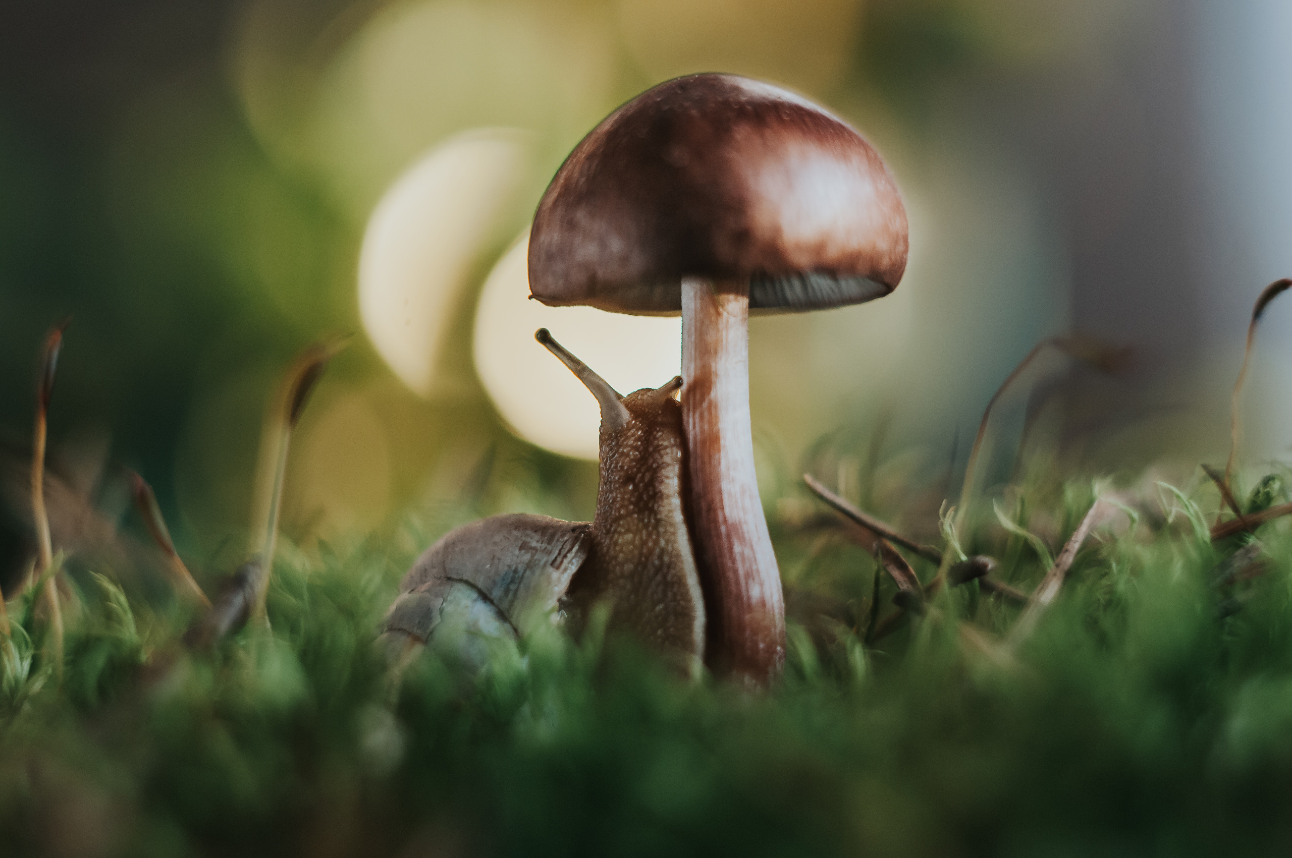 Художественное макро. Мотофотограф в Нижнем Новгороде Динара Зуйкова