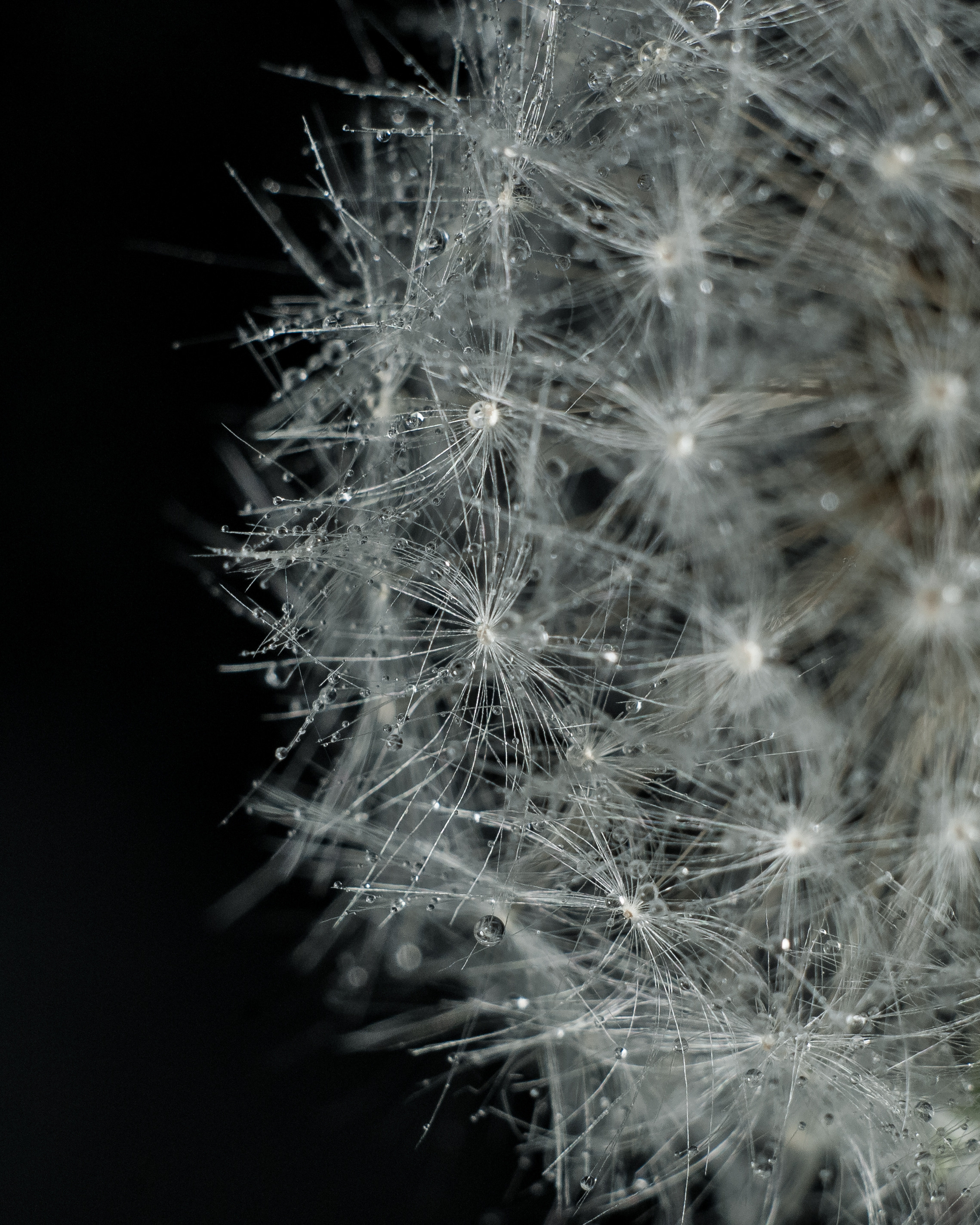 Художественное макро. Мотофотограф в Нижнем Новгороде Динара Зуйкова