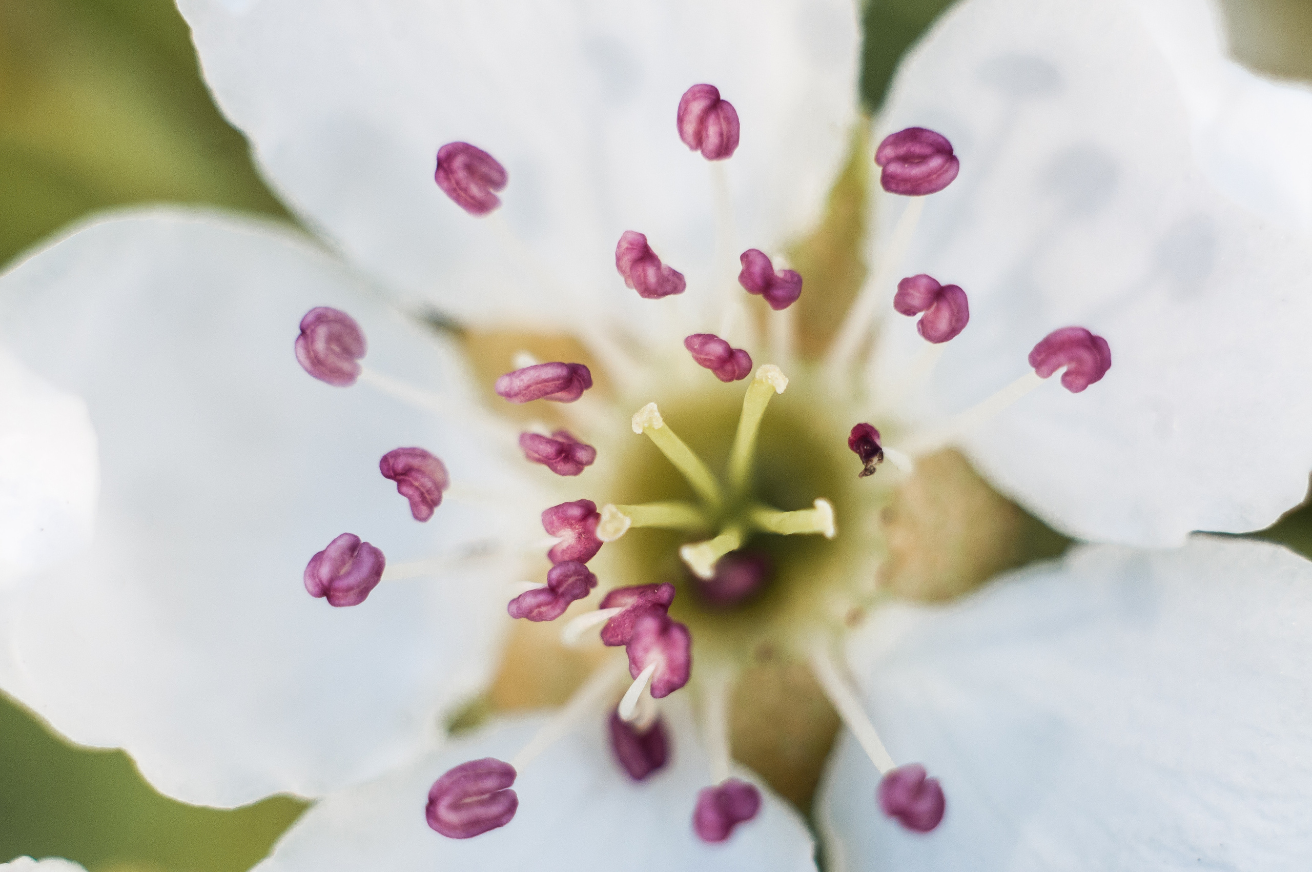 Художественное макро. Мотофотограф в Нижнем Новгороде Динара Зуйкова
