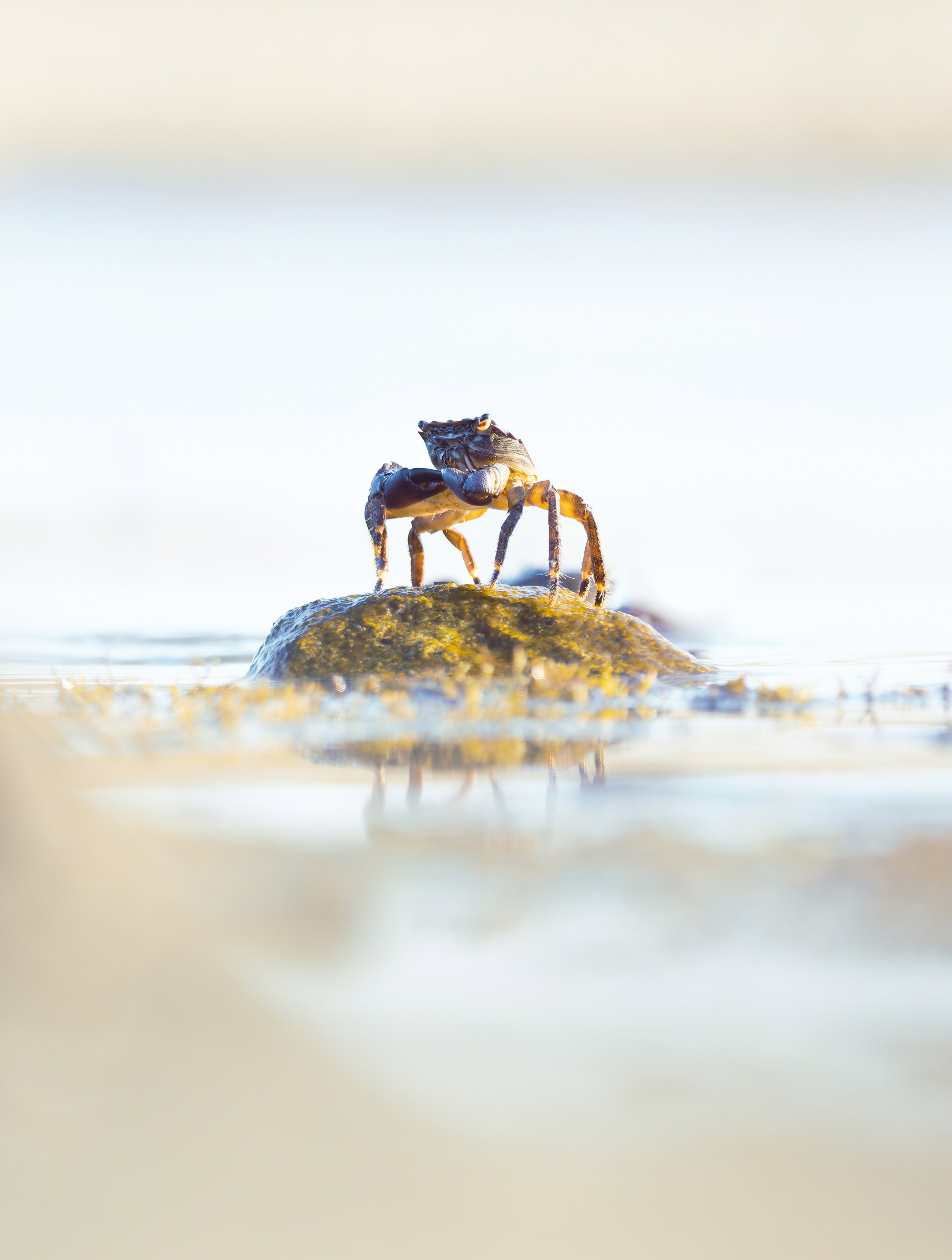 Птицы и животные. Oles Paritskiy