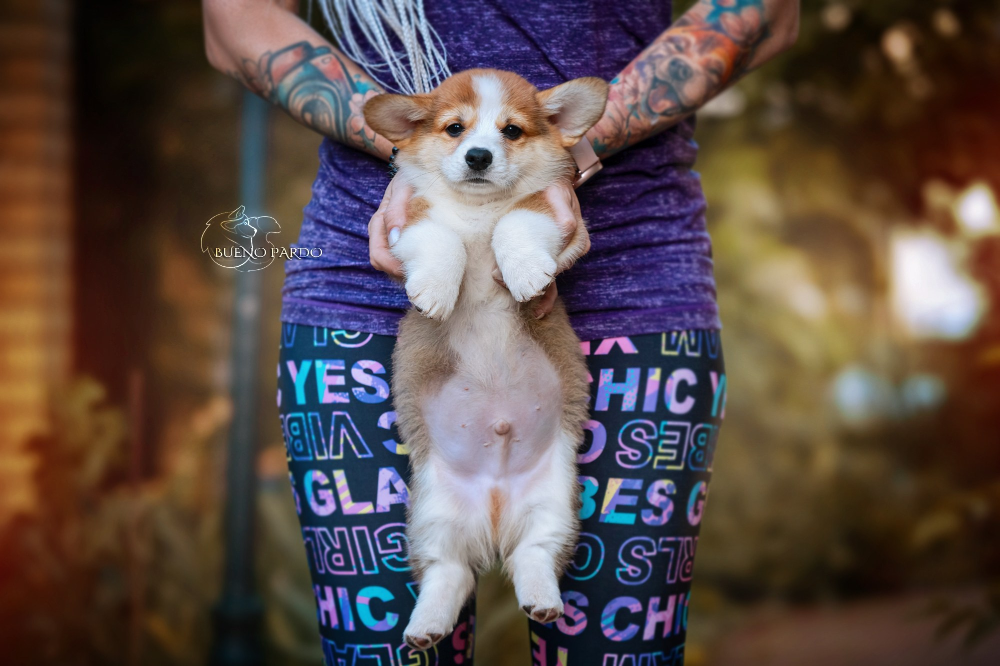 Щенки вельш корги пемброк из питомника. Питомник собак Акита, Хаски, Корги