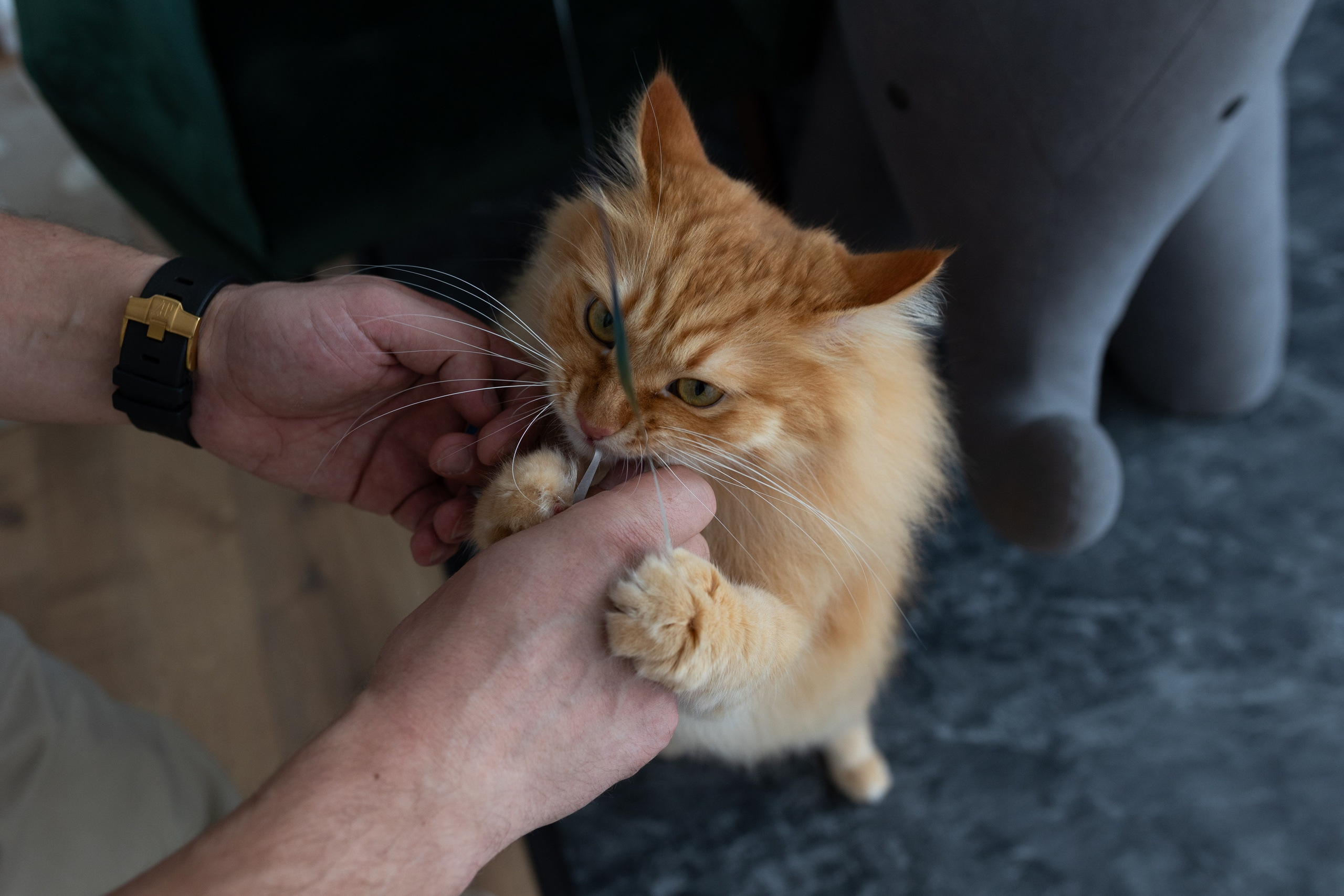 Свадебный и семейный фотограф в Москве Вероника Сычева
