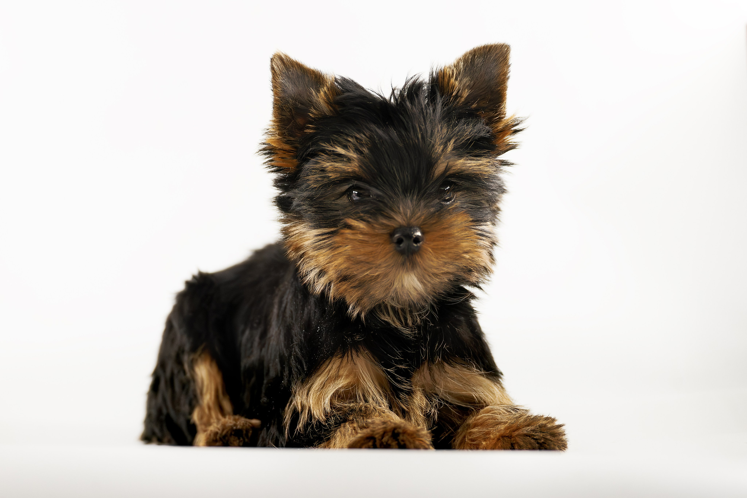 Щенки/котята. Фотограф-анималист Нижний Новгород