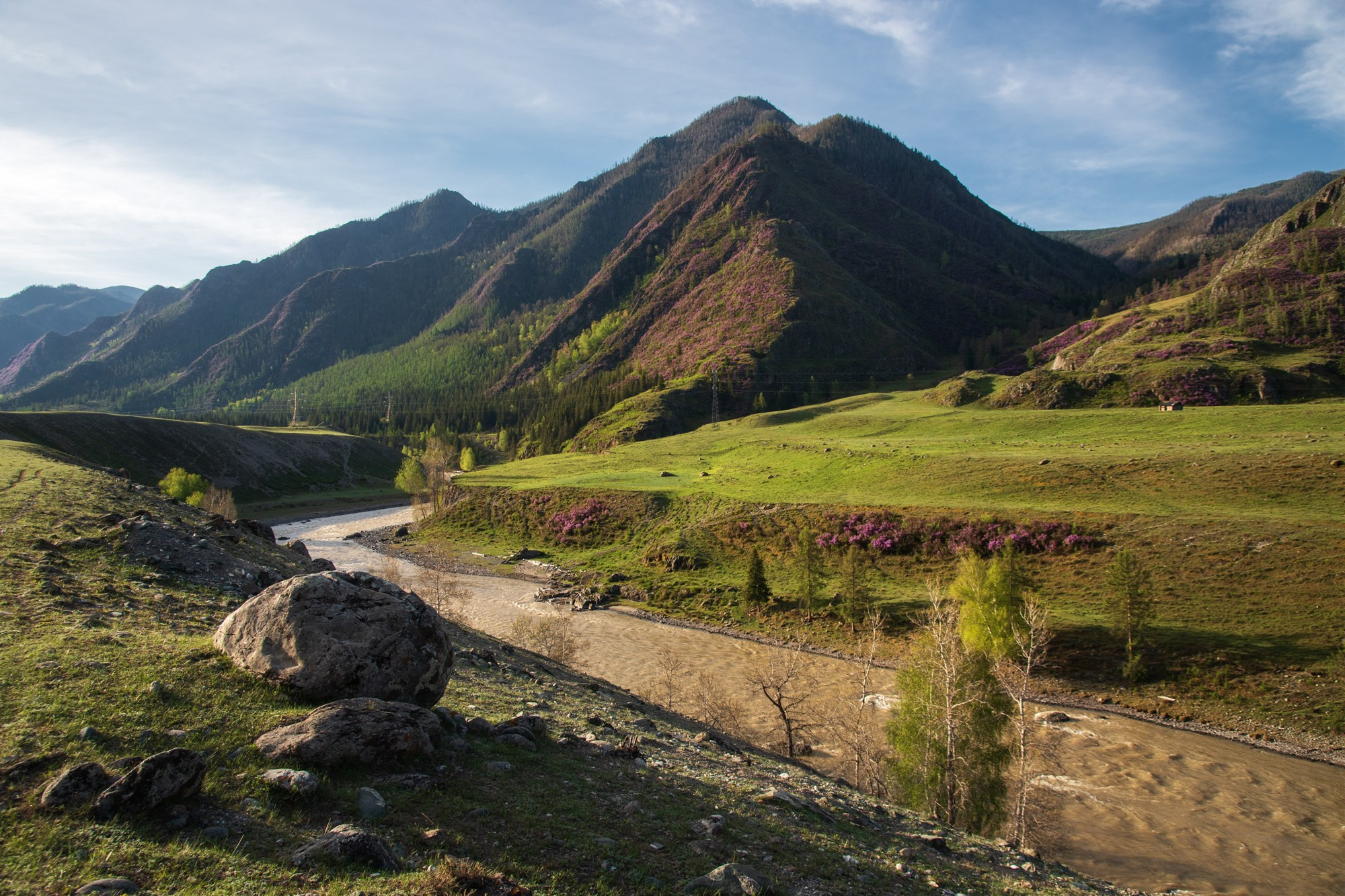 Свежая зелень Чуи. Онгудайский район, май 2024