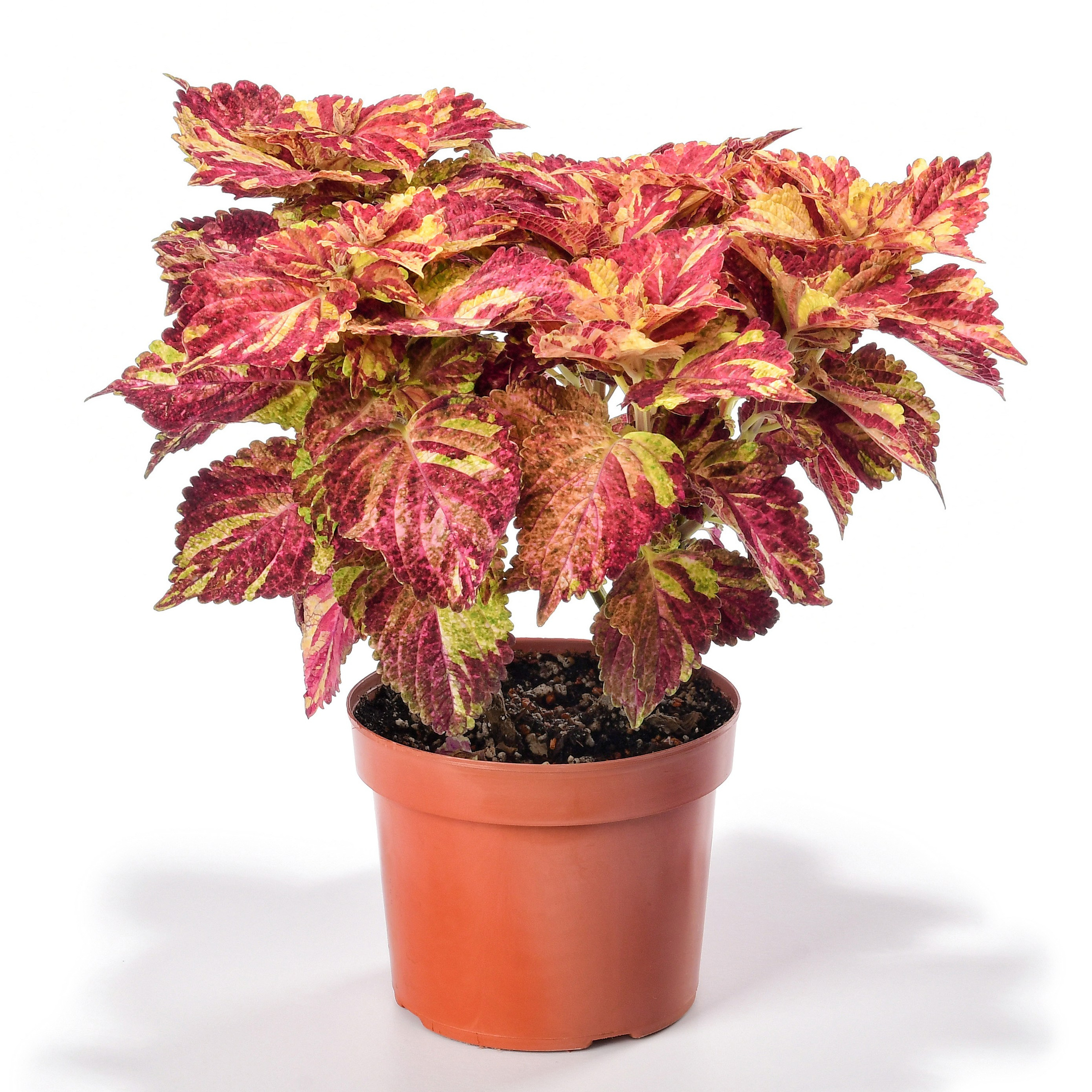 колеус комнатное растение в горшке на белом фоне с тенью