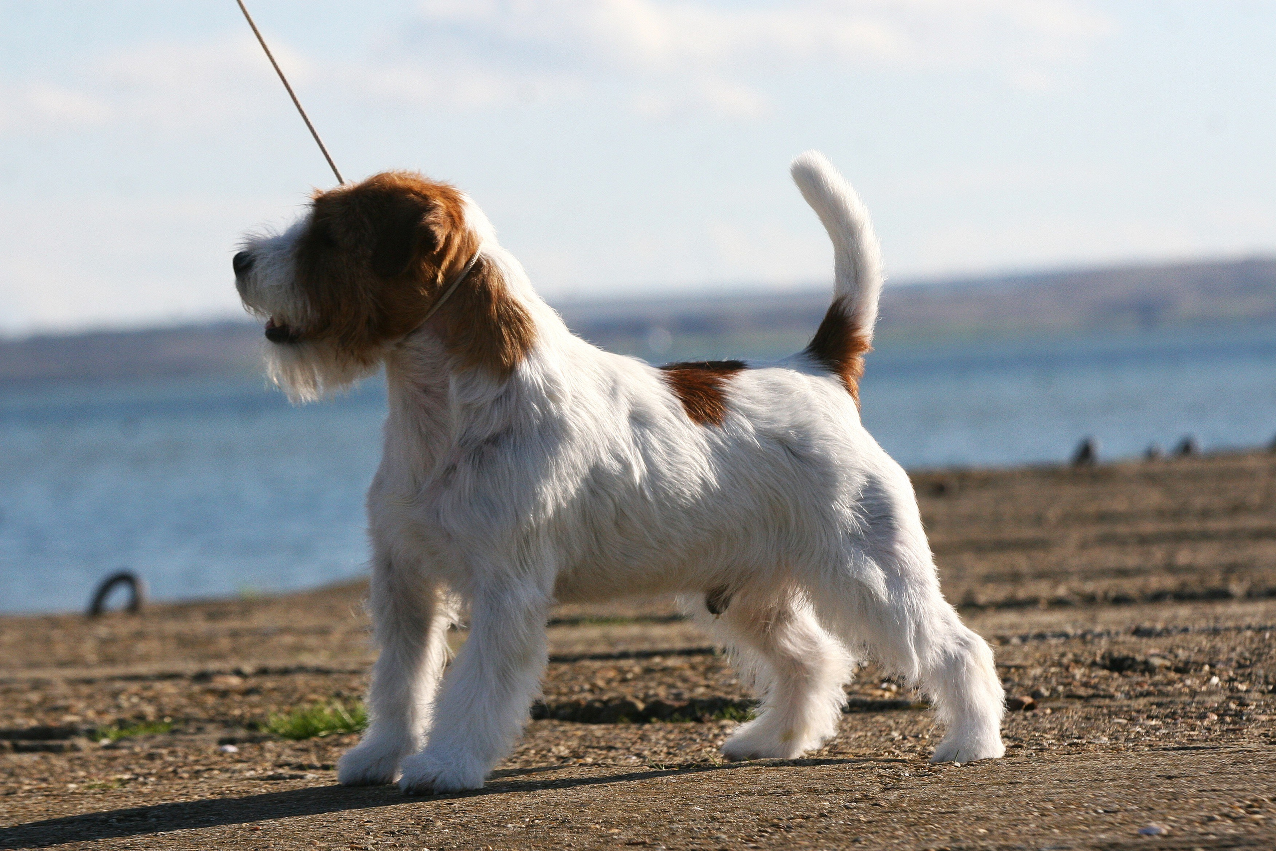 Lovely-Orange Altair. Lovely-Orange питомник джек рассел терьеров