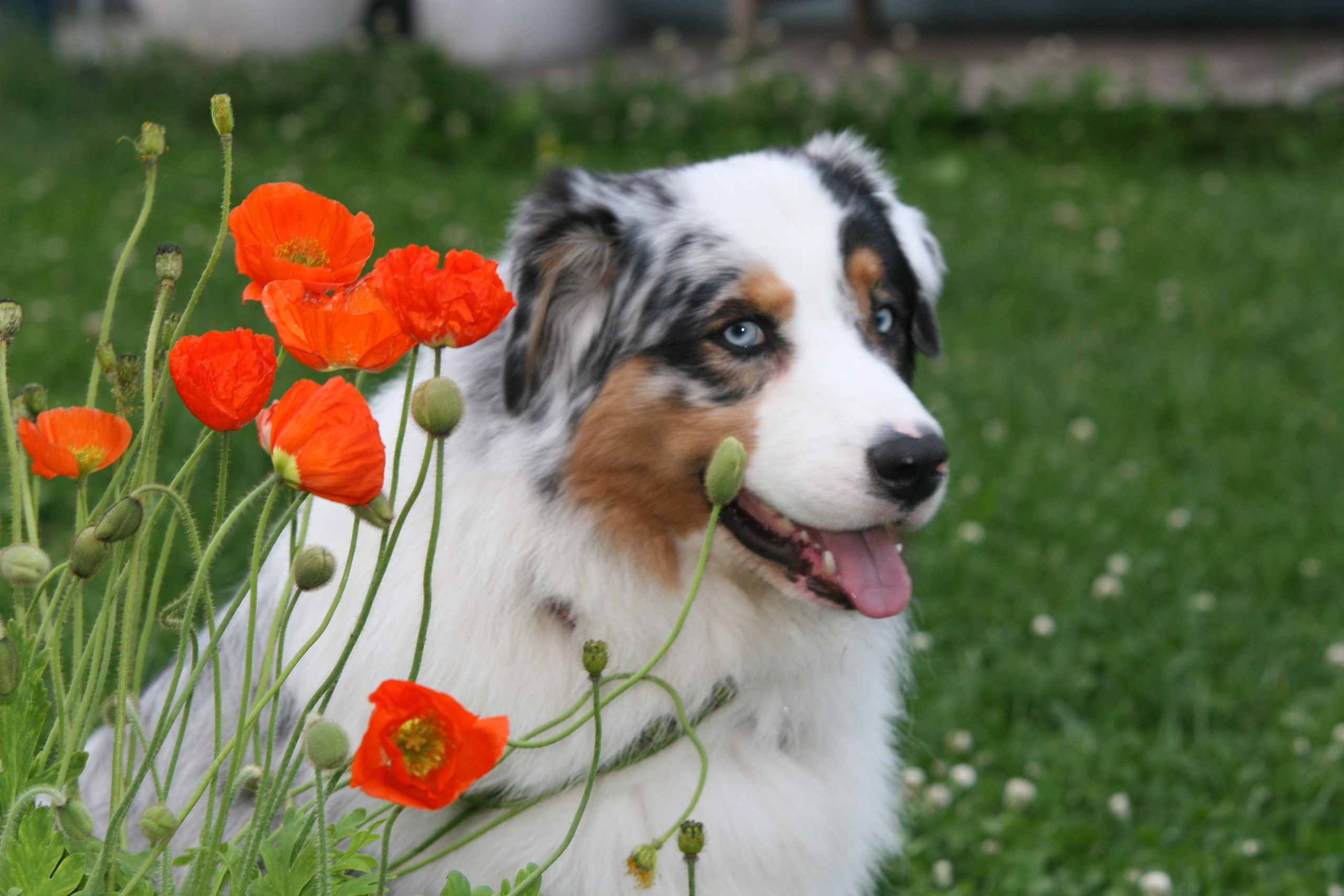 Рига 2011. Lovely-Orange питомник джек рассел терьеров