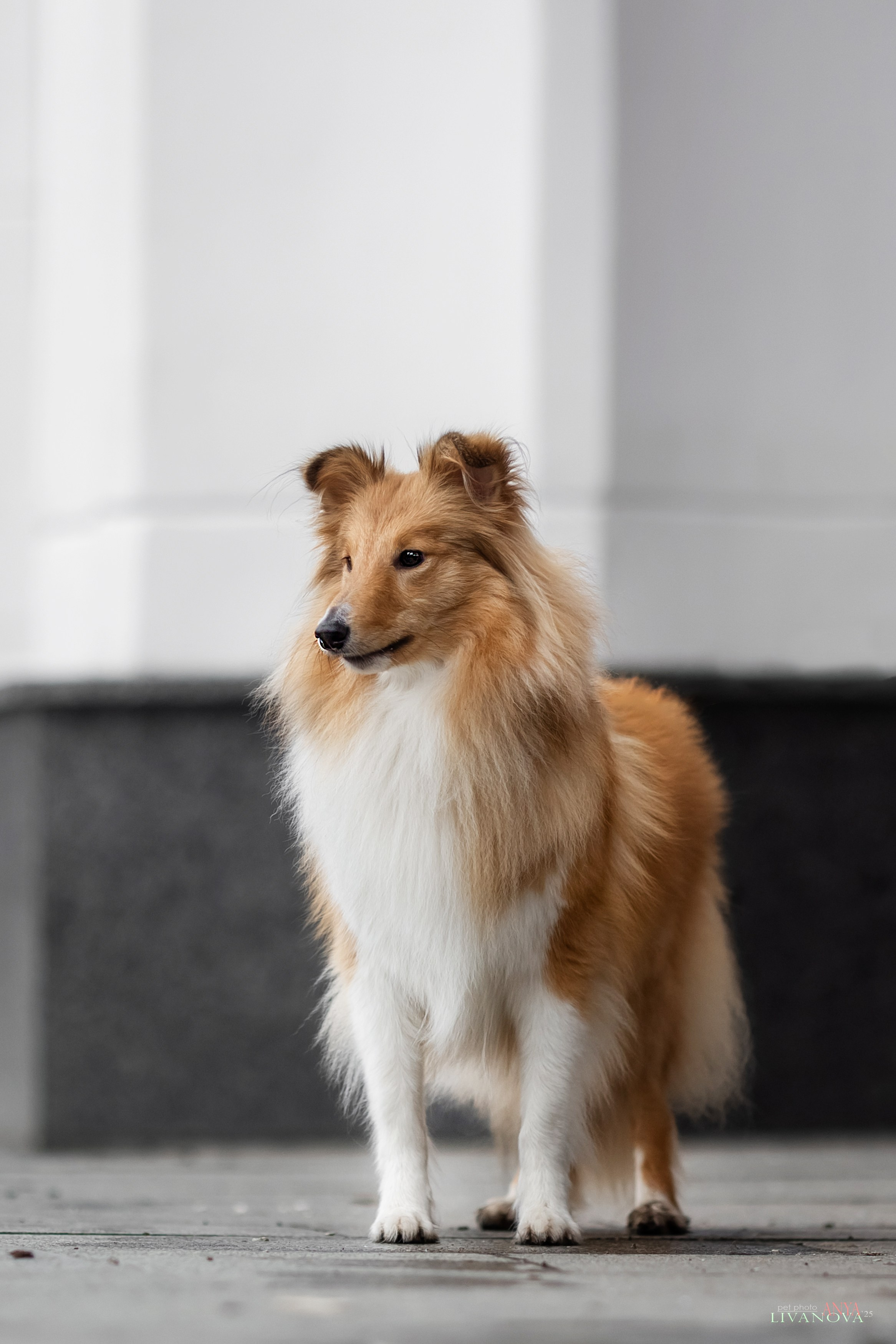 Ника. Фотограф анималист Аня Ливанова | Рыбинск