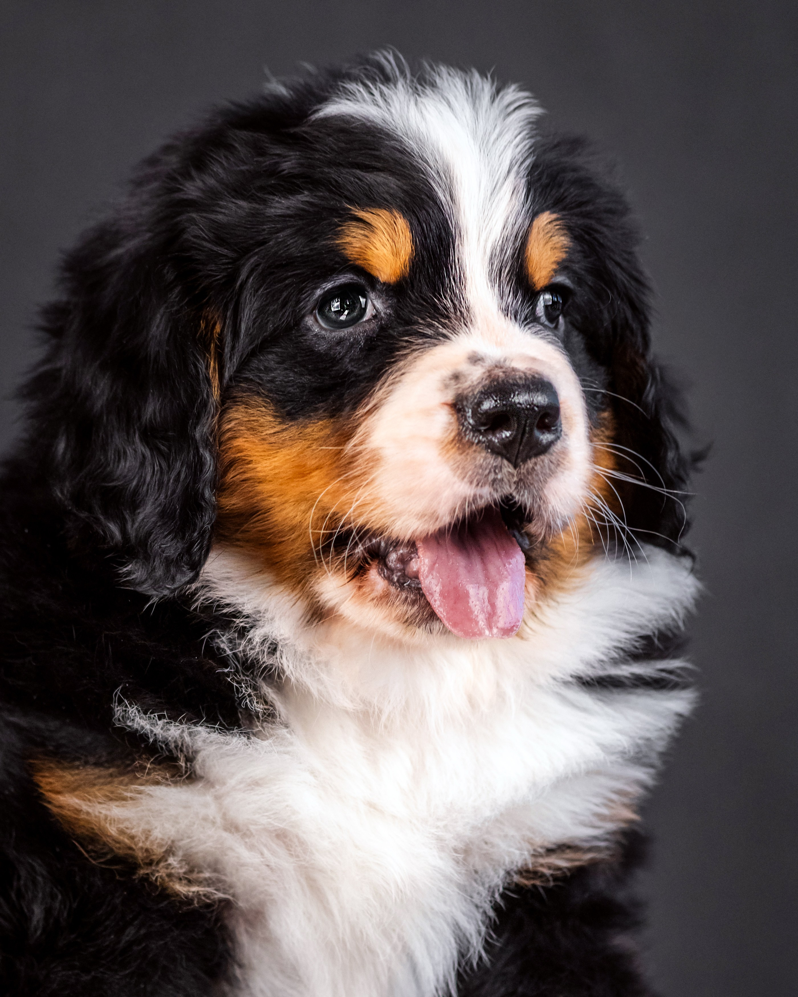 Берны. Фотограф анималист Аня Ливанова | Рыбинск