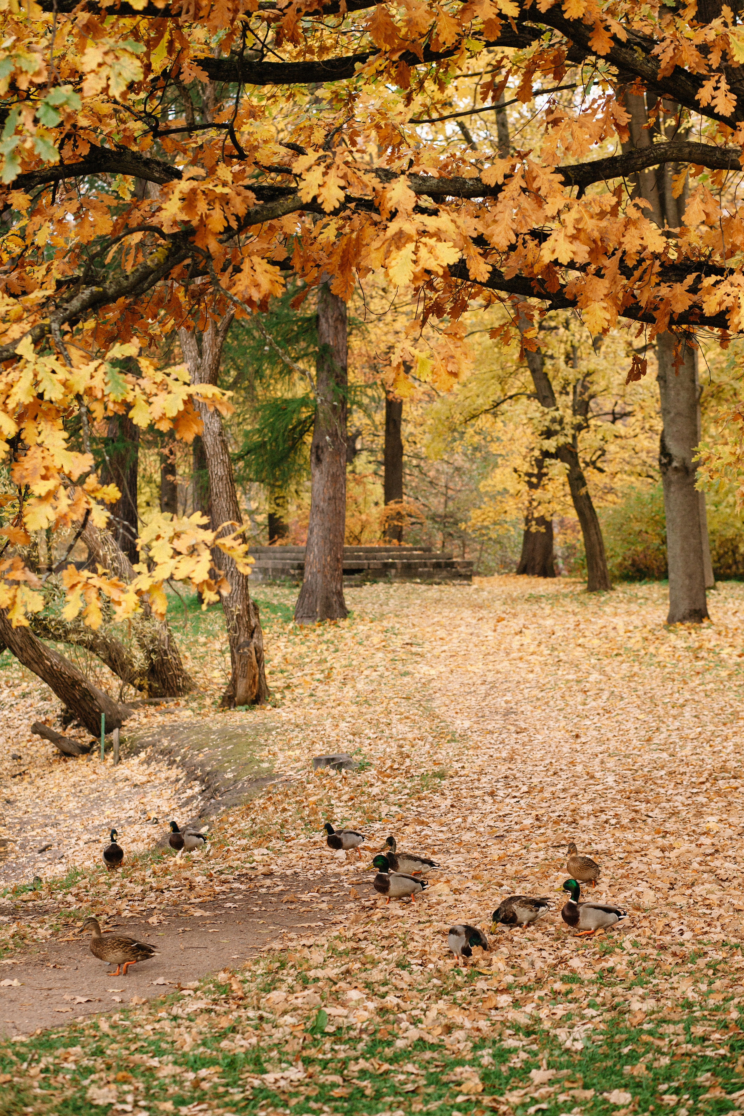 Осенняя семейная фотосессия в ЦПКиО Елагин Остров. Семейный и свадебный фотограф в Майкопе Михаил Мартиросян