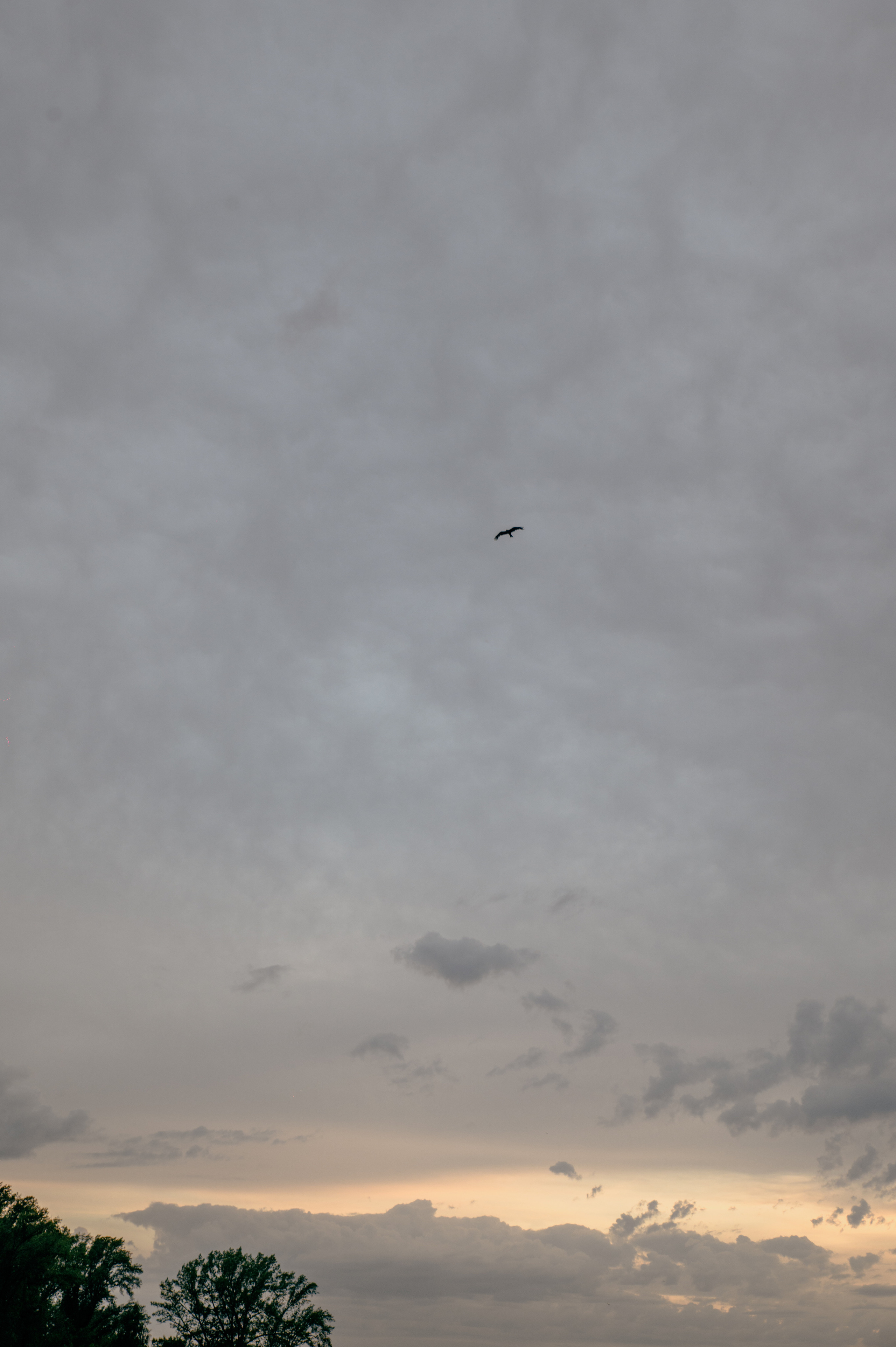 Илья и Катя. Свадебный фотограф Евгения Наумовец