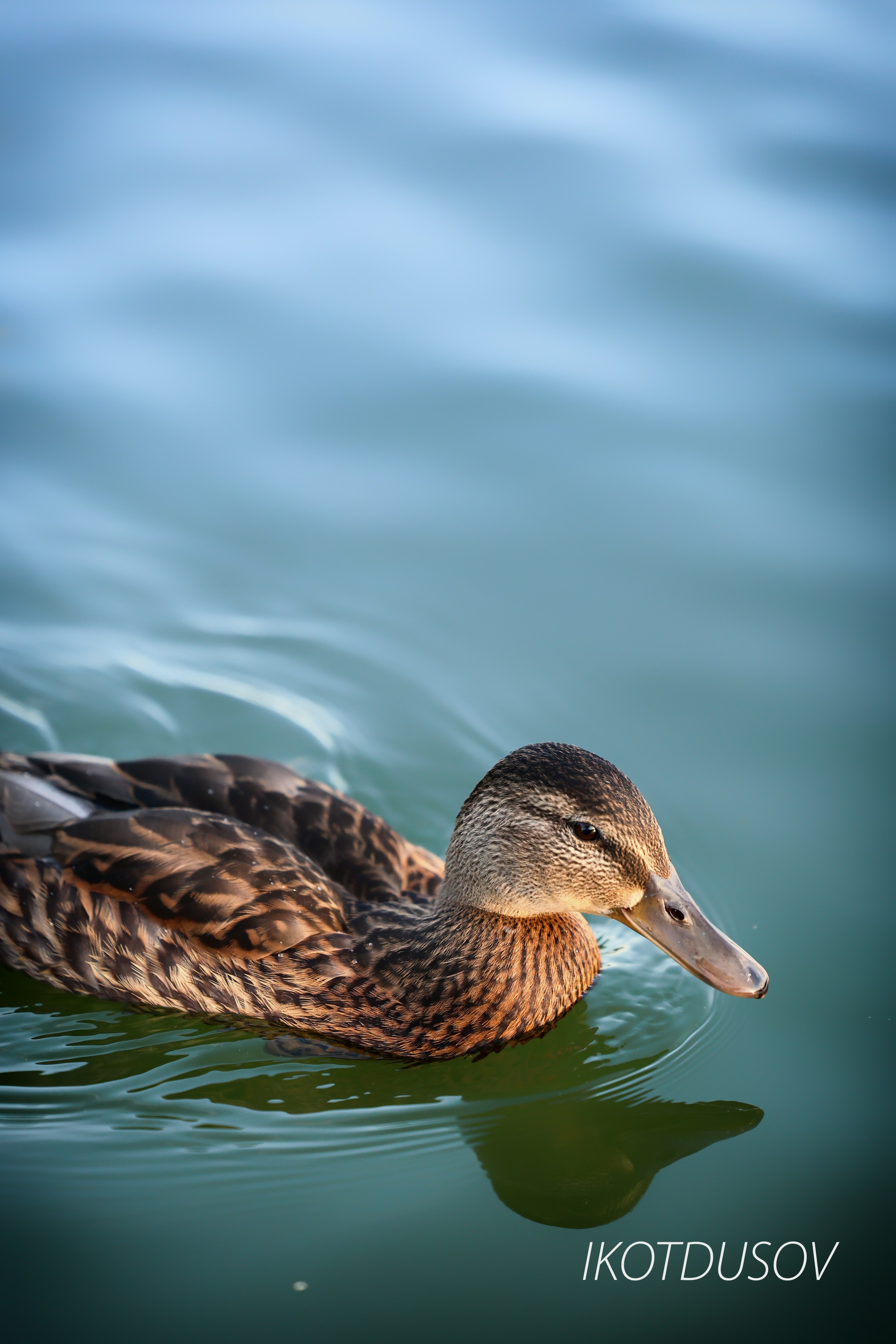 Животный мир. Ikotdusov