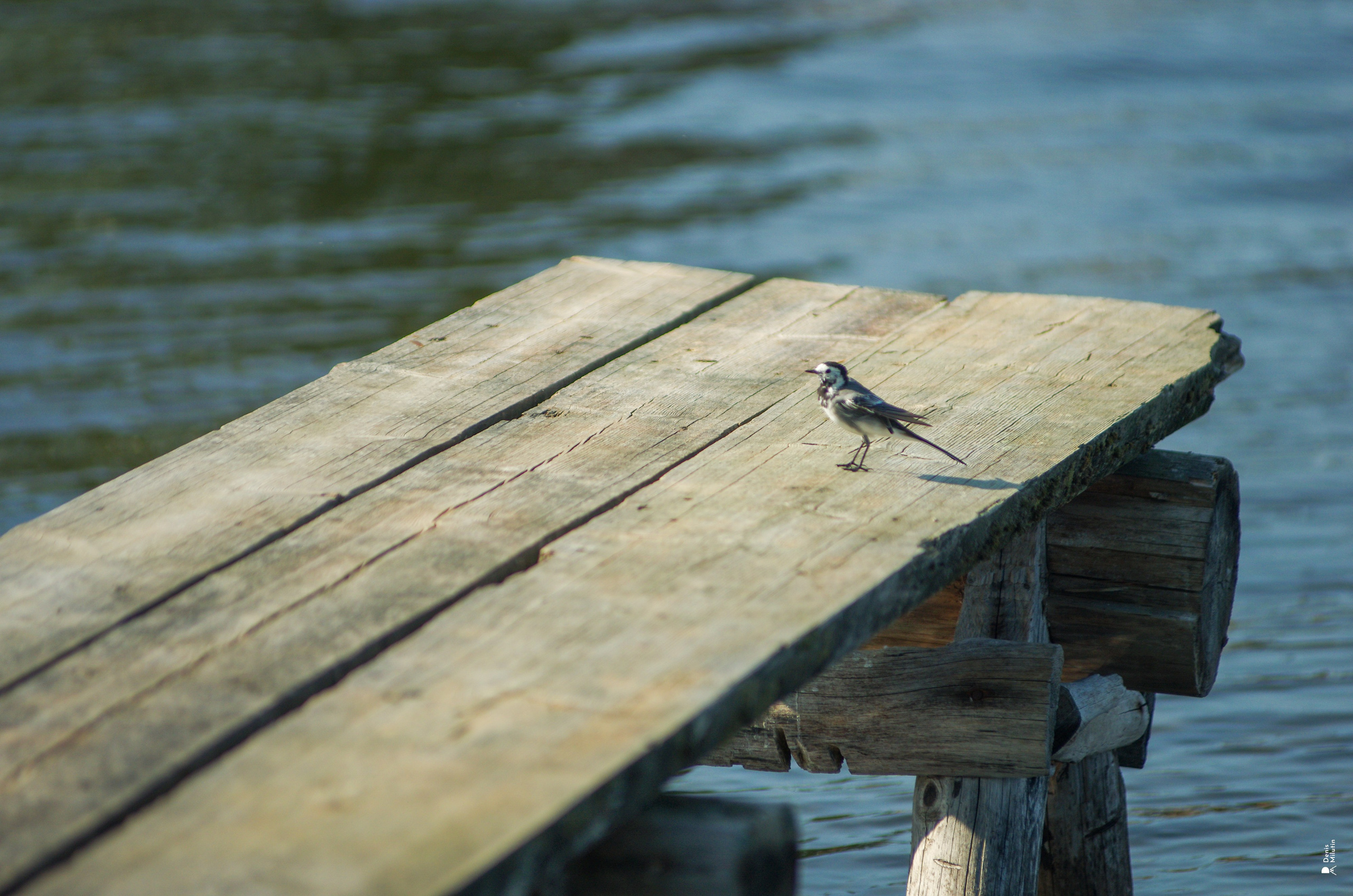 Кижская регата 2025. Портретный фотограф Денис Милютин