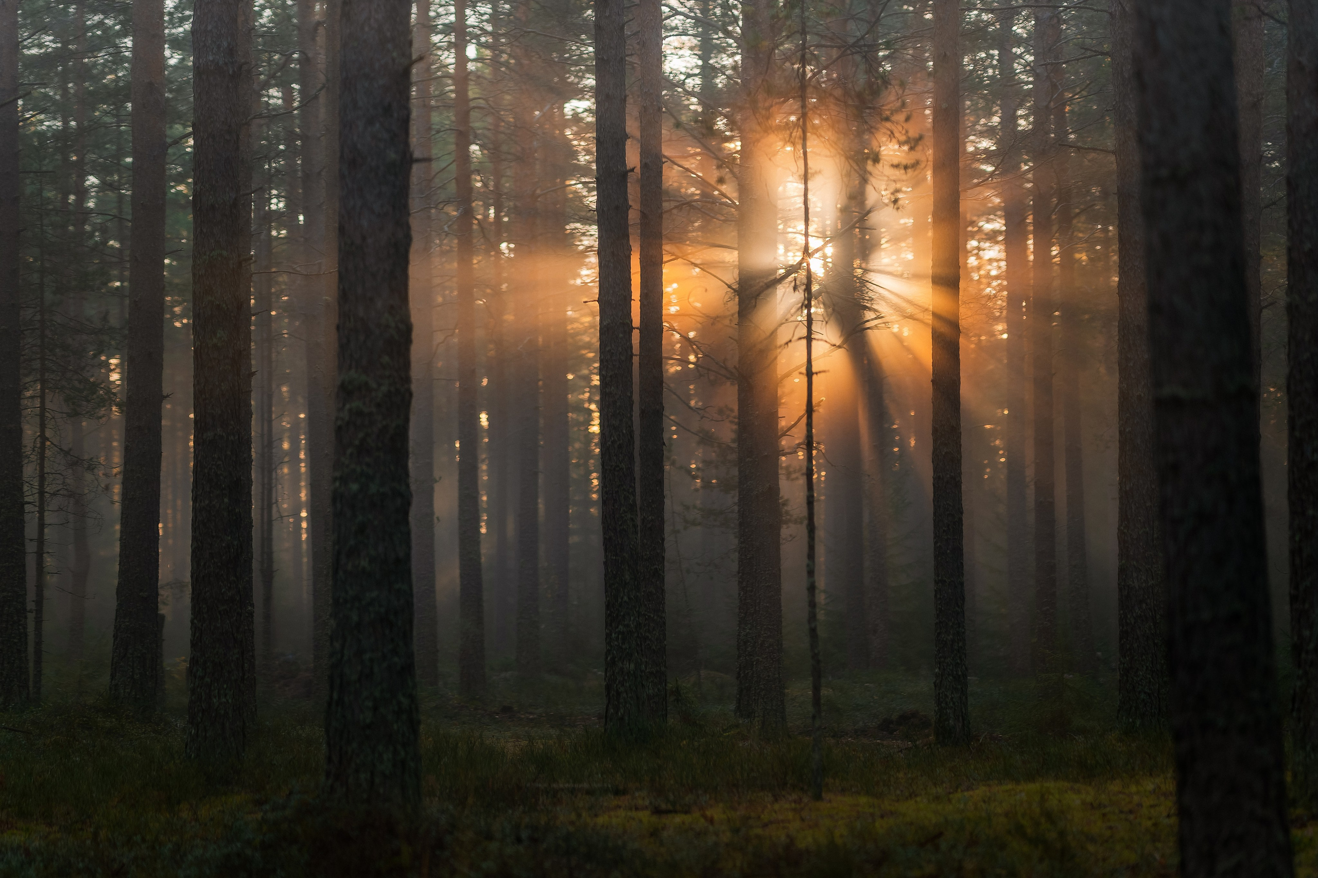 Рассвет в осеннем лесу, Карелия. Юля Дэй • Фотограф, Санкт-Петербург