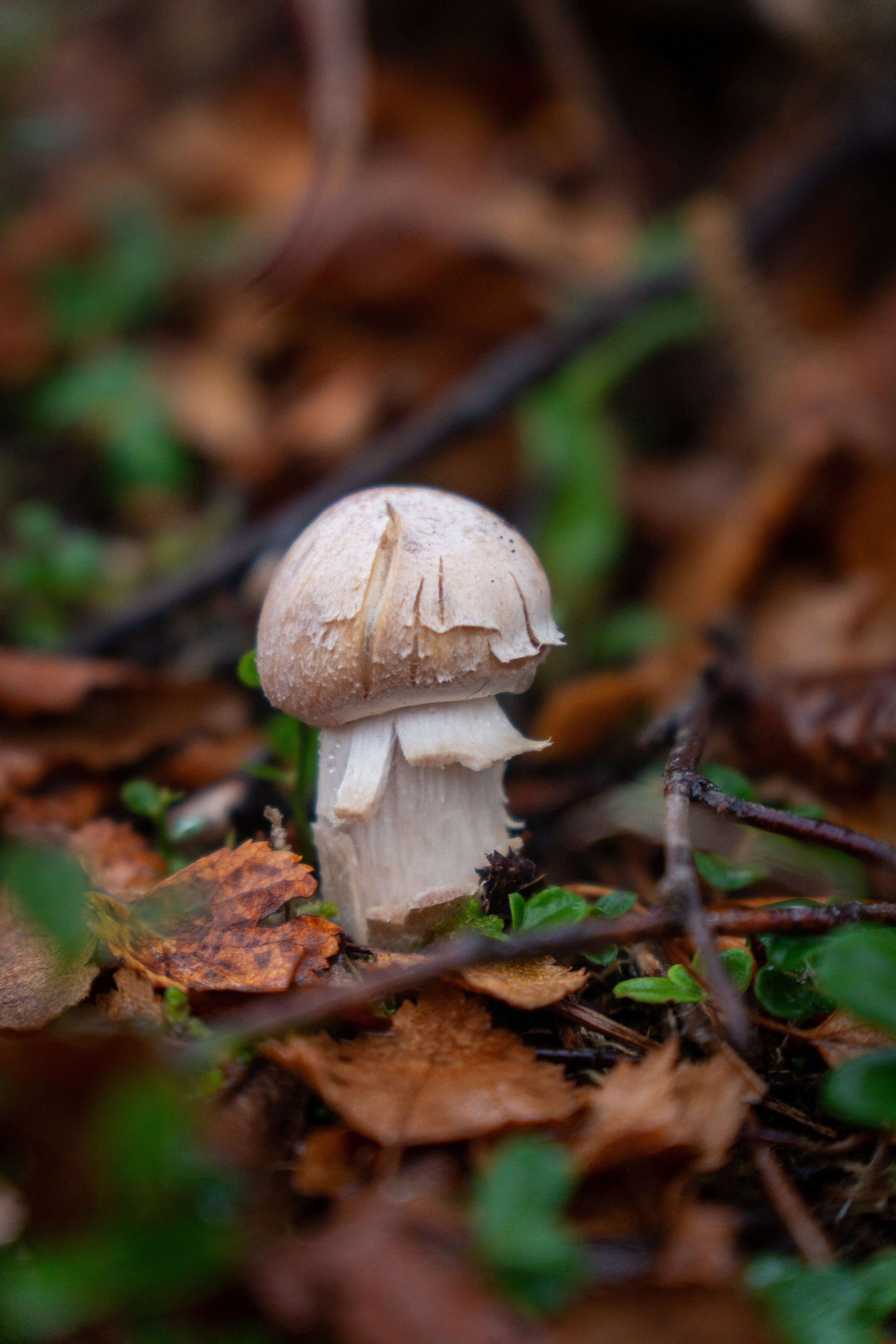 Крупный план + Арт. Daria wanderer photography