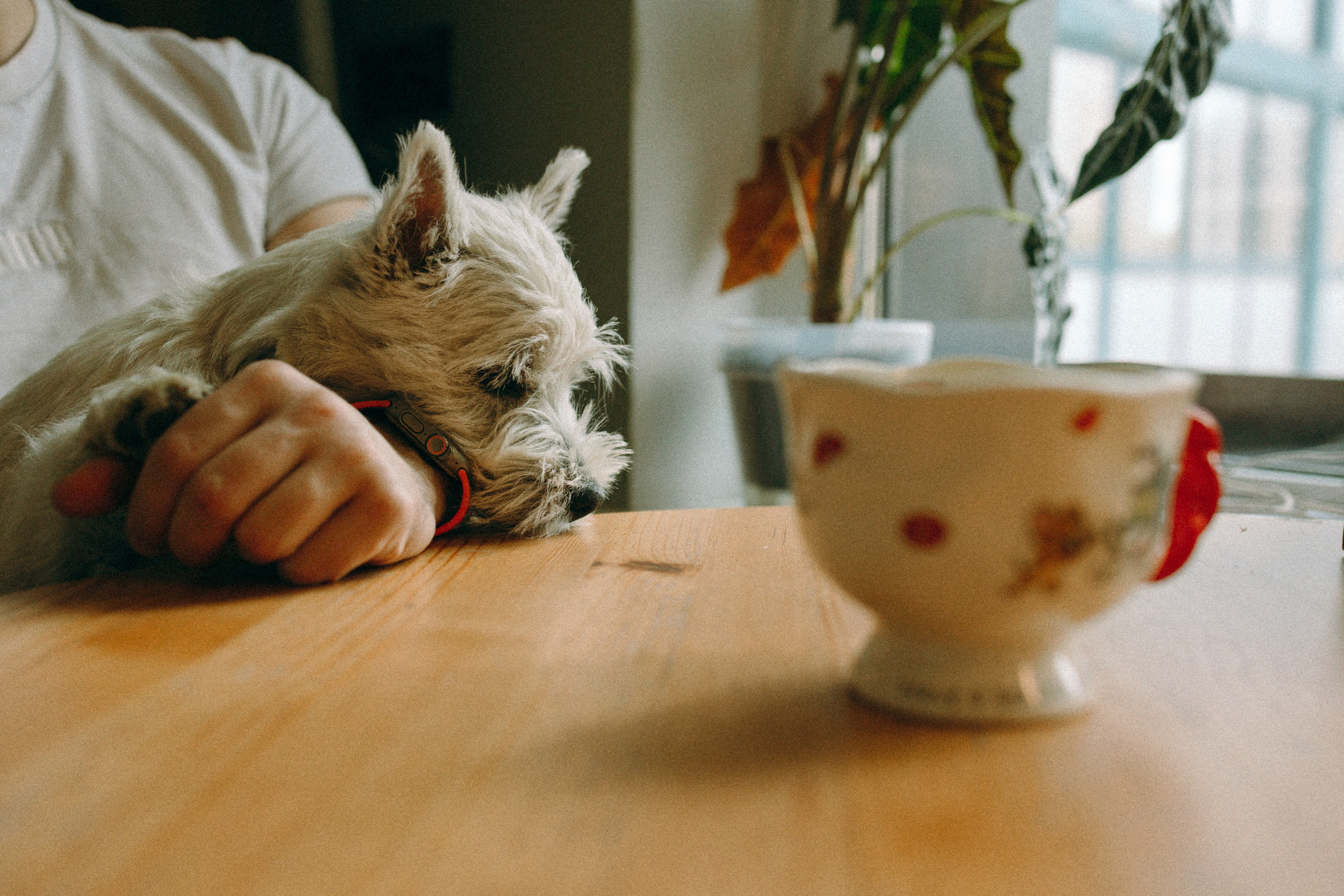 Снежуля, Мари и Саша. Фотограф анималист Анастасия Пикей