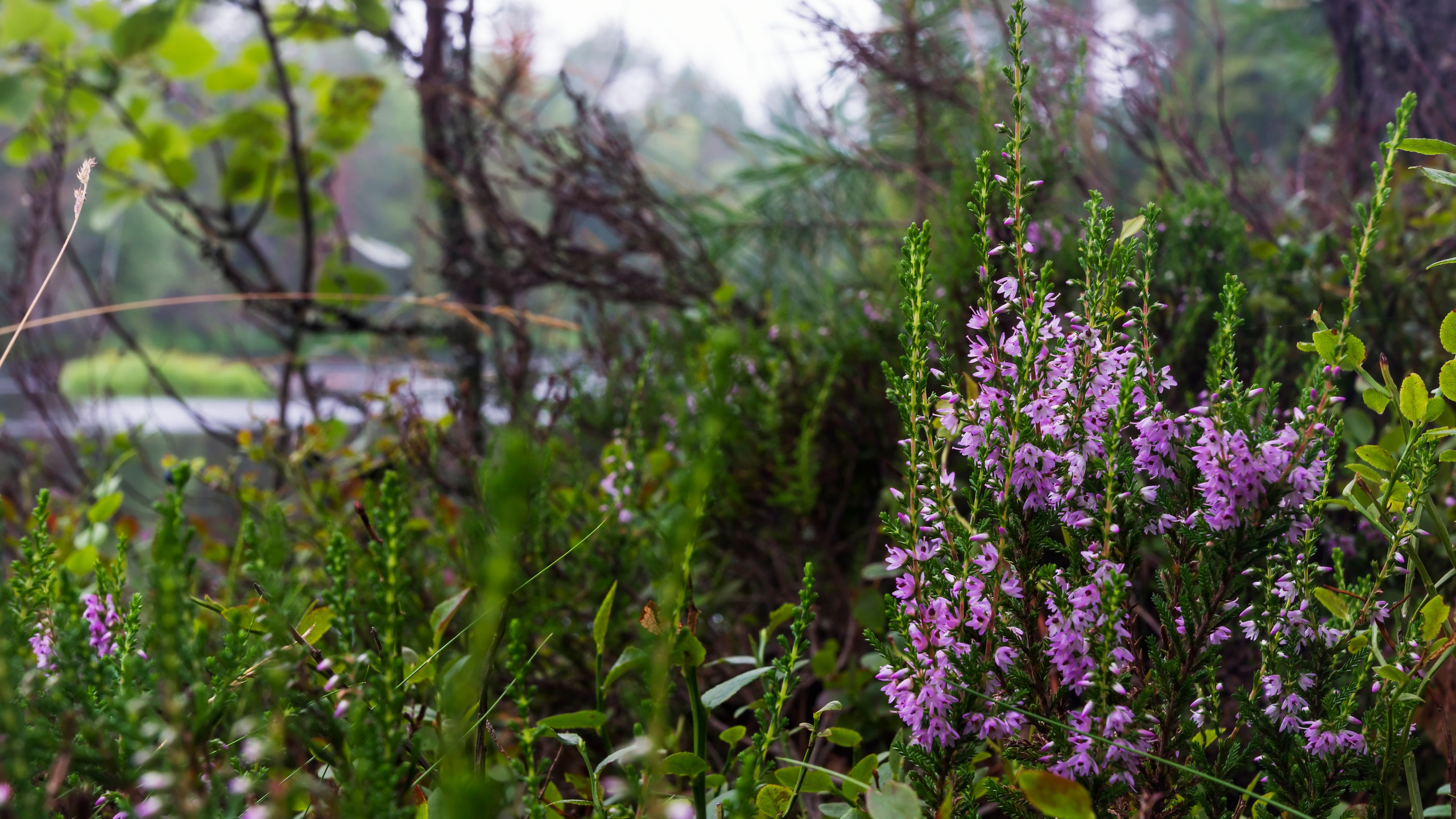 Карелия. Фотограф-путешественник Самойлов Максим «Sly Fox»