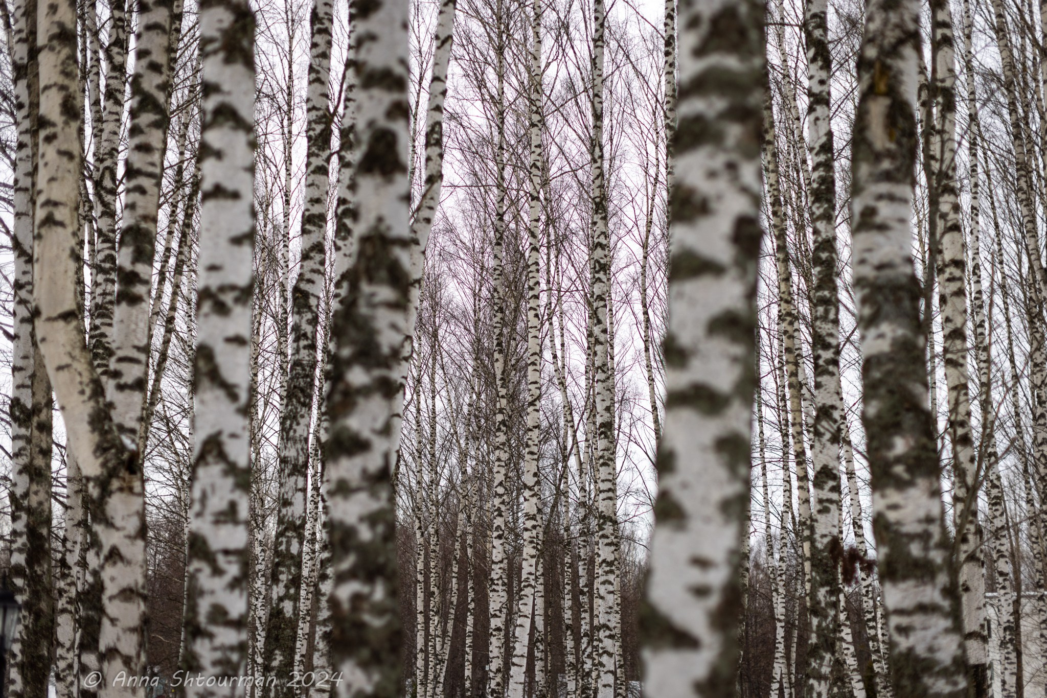 2024 Межрегиональная шахматная школа гроссмейстеров (Кострома, Россия). Фотограф Анна Штурман (репортажная съёмка любых событий и мероприятий) Anna Shtourman photographer