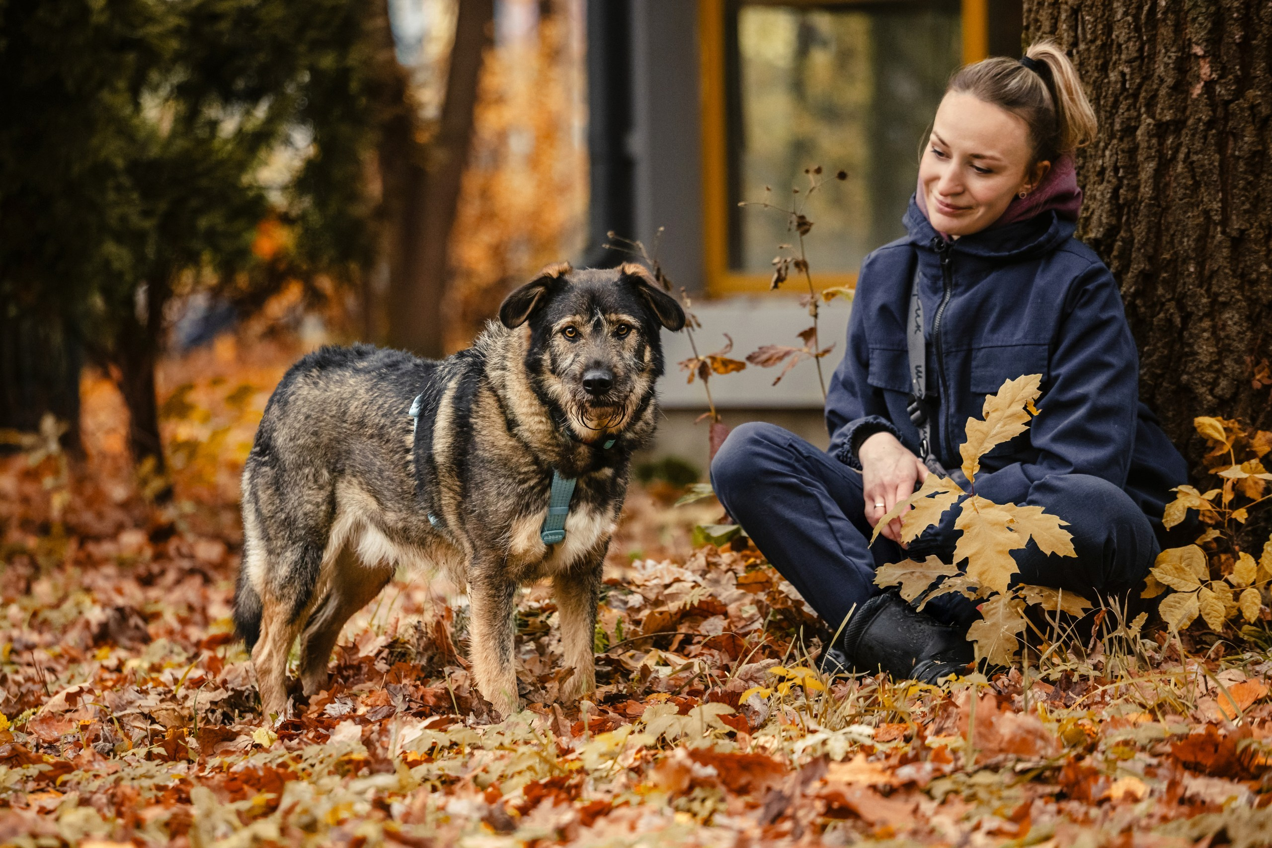 Собаки из приюта Дубовая роща осень 2025. Фотограф-анималист Татьяна Степанова