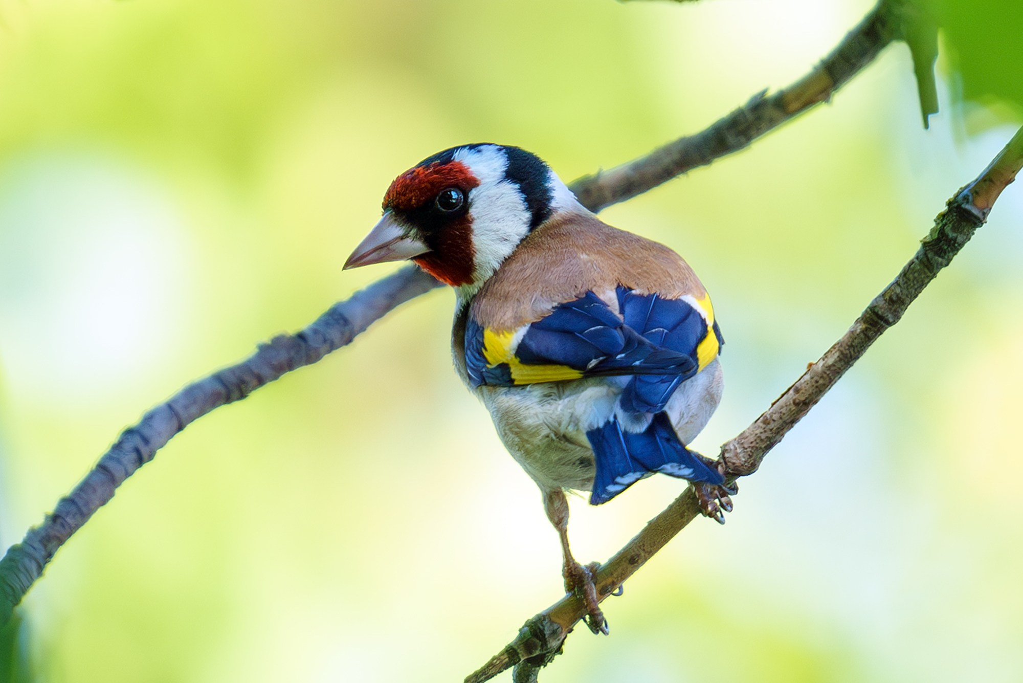 Удивительные мир птиц. Вокруг нас столько прекрасного — присмотритесь!. Ваш личный фотограф Марина Волкова