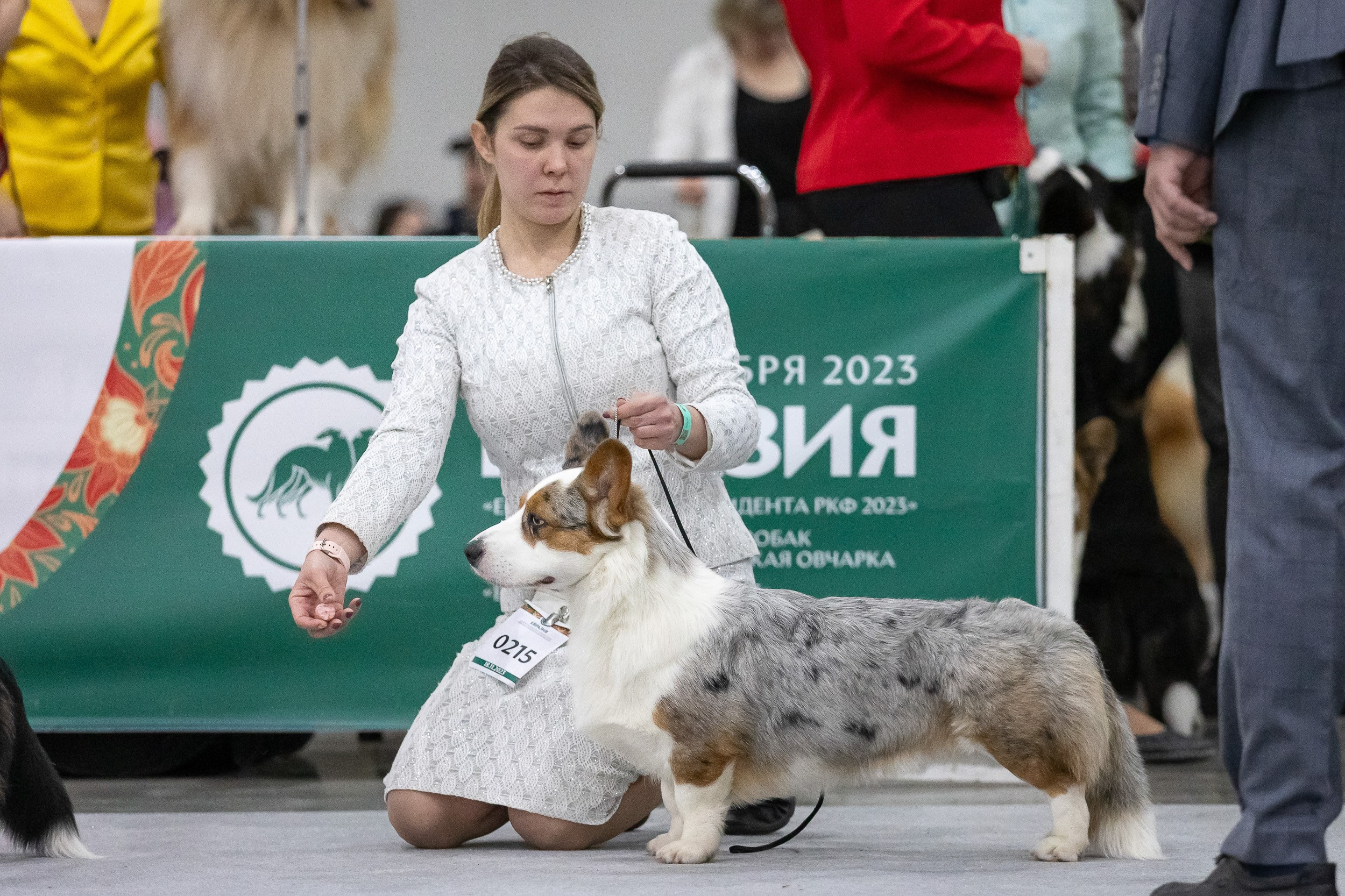 Выставка Евразия 2023 Вельш корги кардиган фотографии. Фотограф анималист, семейный фотограф, фотограф собак Комратова Мария. г. Москва