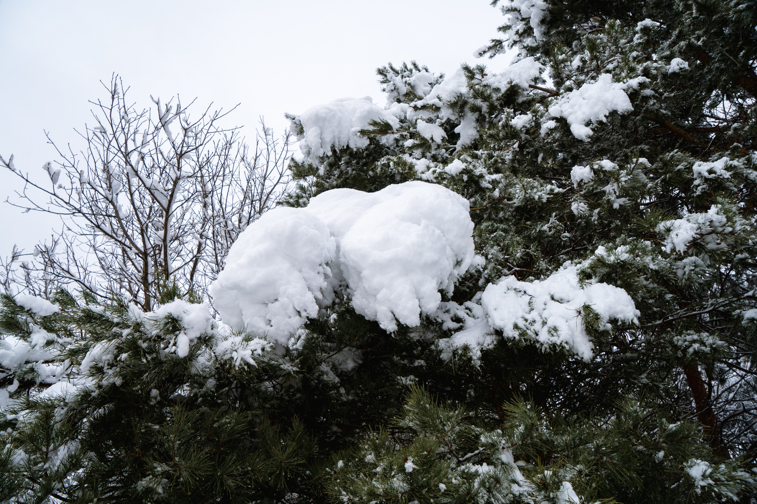Зима 2024. Свадебный и семейный фотограф/видеограф в Краснодаре Наталья Осинская