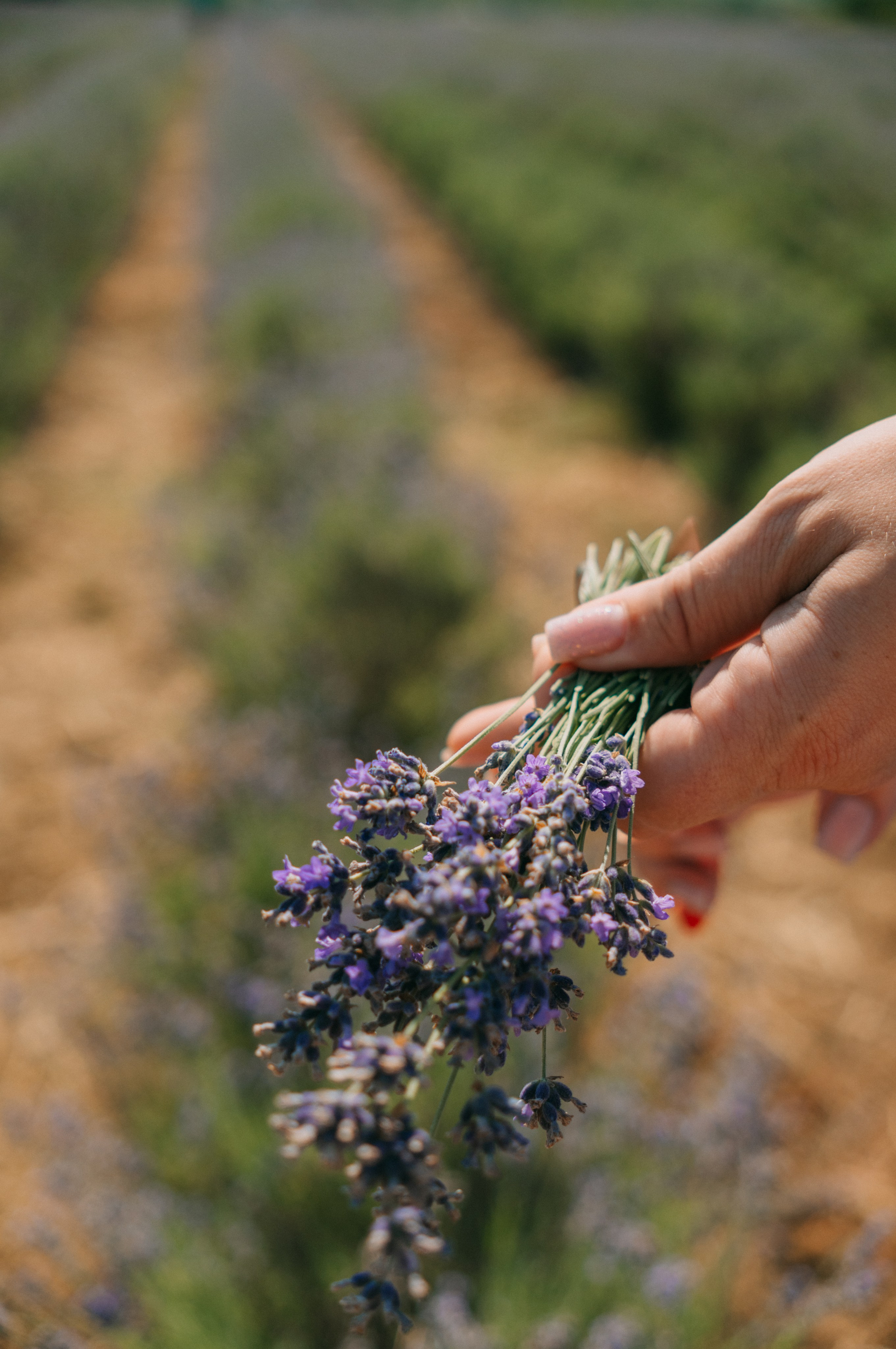 Сбор урожая | лавандовая ферма Viva Lavanda. Обо мне