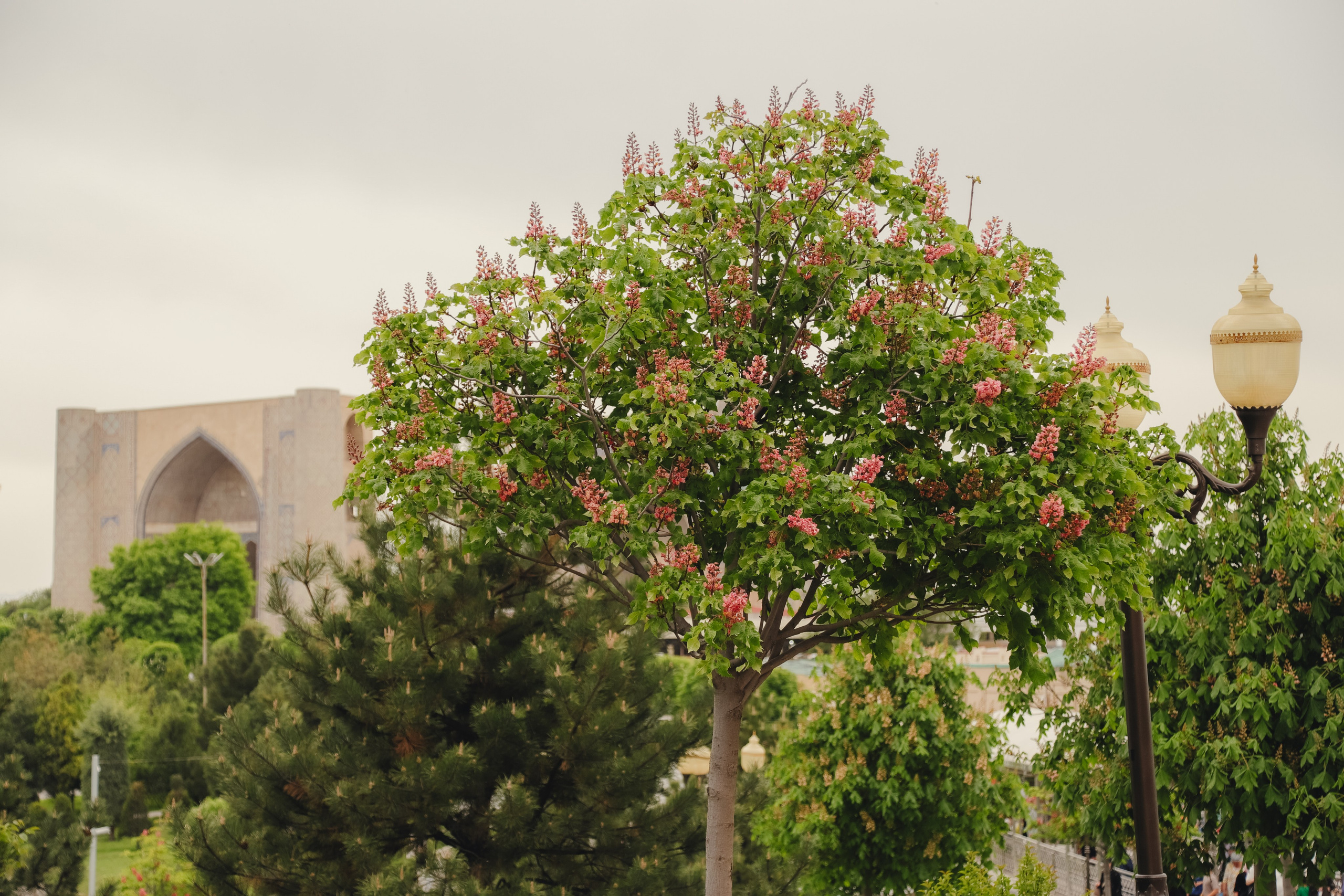 Самарканд апрель 2026. Фотограф Юля Постнова
